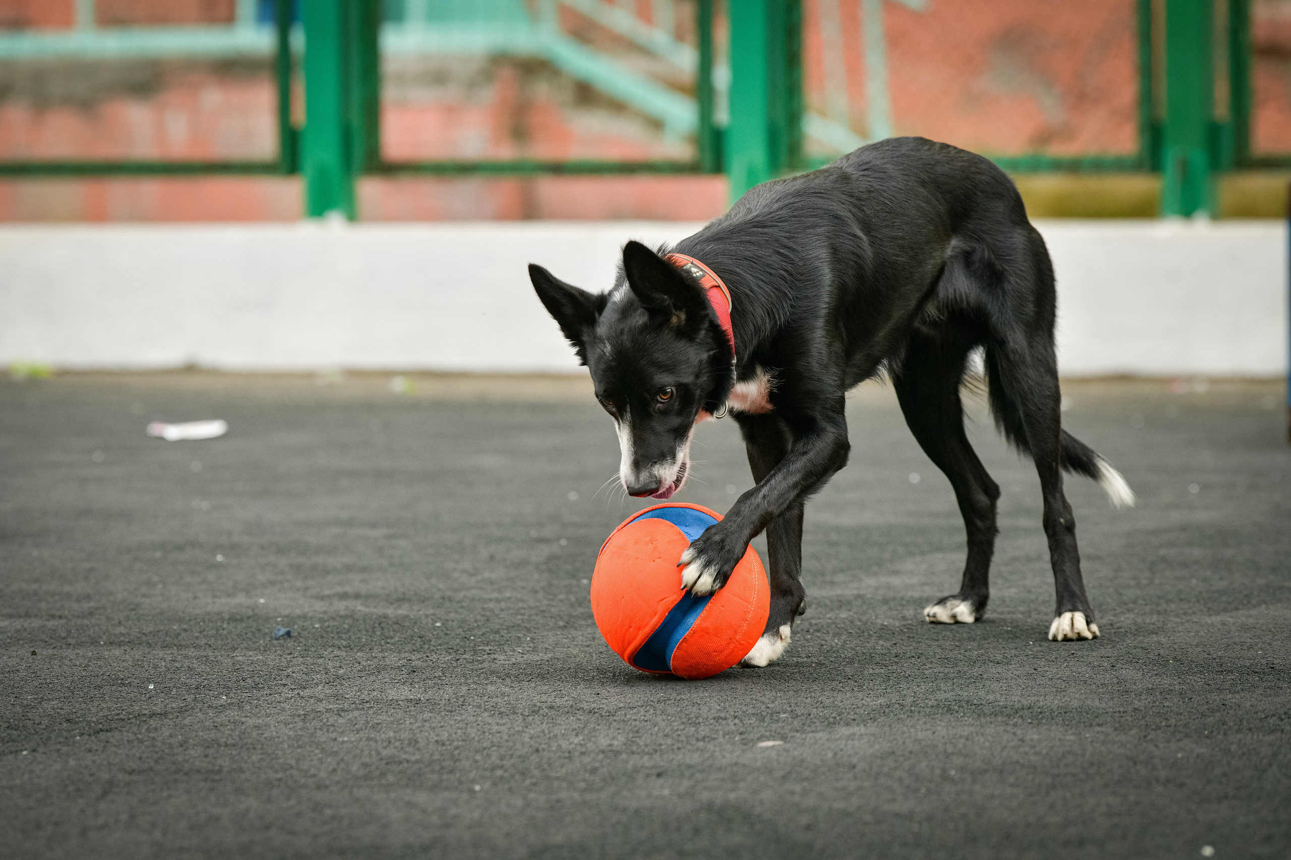 Бордер-колли Семён. Свой взгляд через объектив