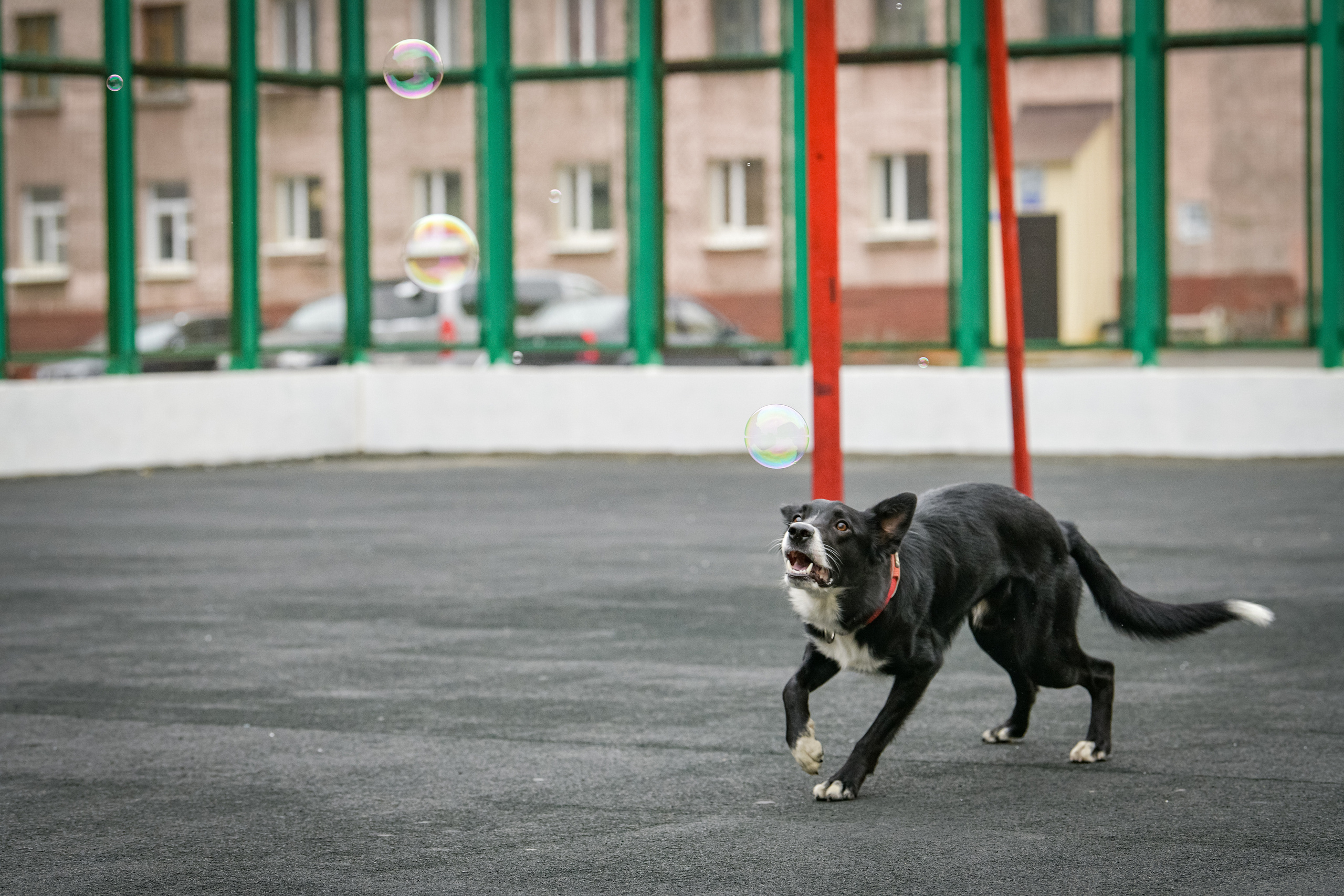 Бордер-колли Семён. Свой взгляд через объектив
