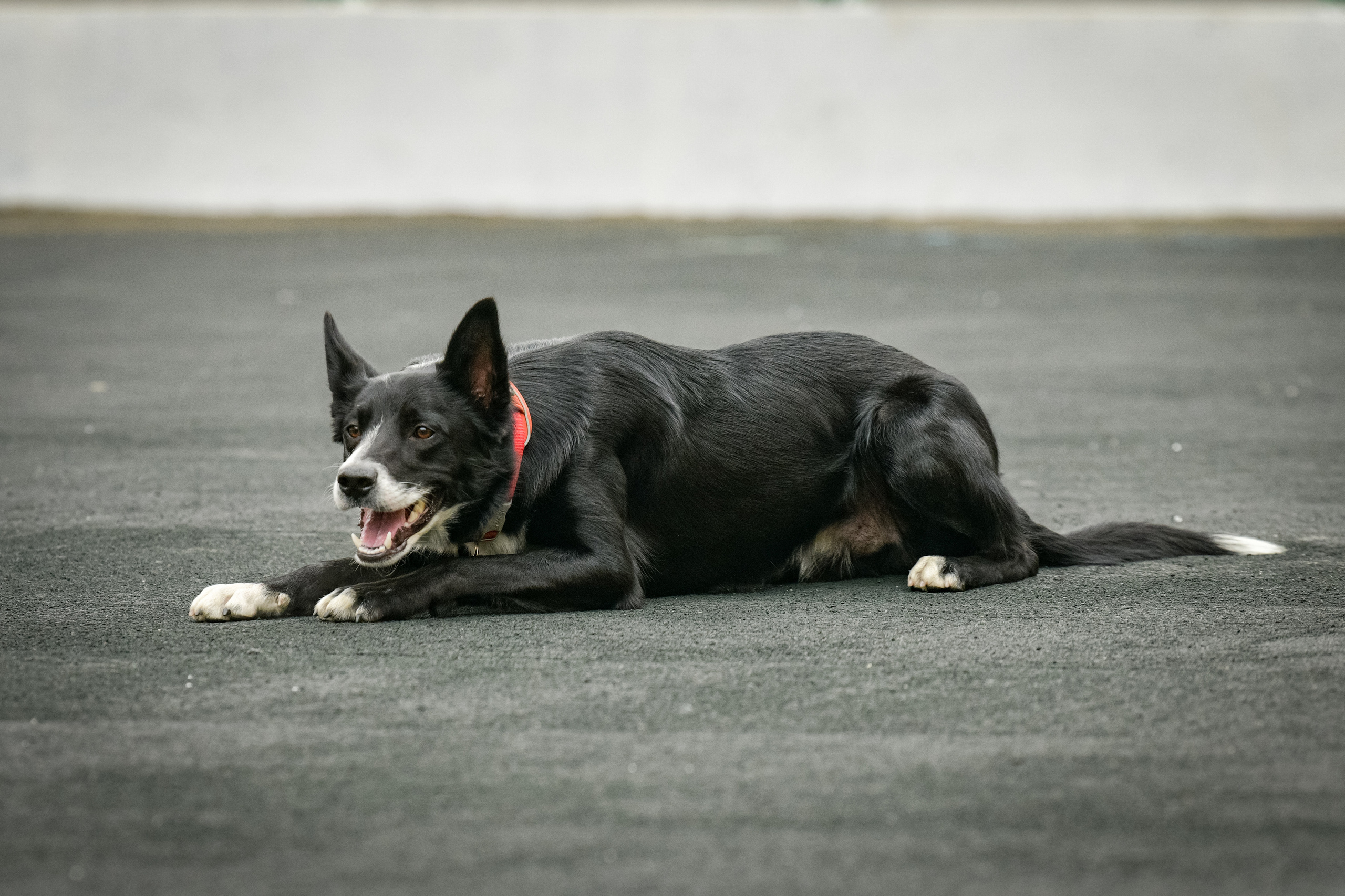 Бордер-колли Семён. Свой взгляд через объектив