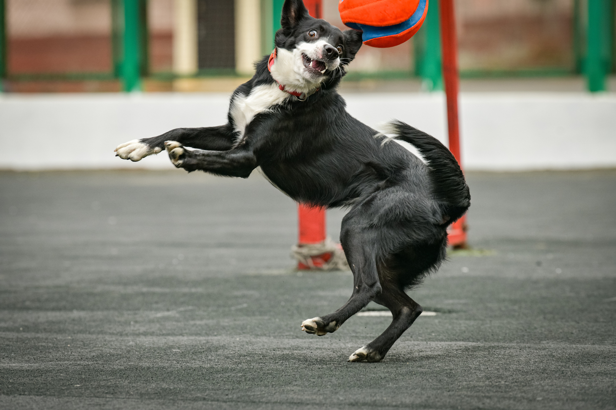 Бордер-колли Семён. Свой взгляд через объектив
