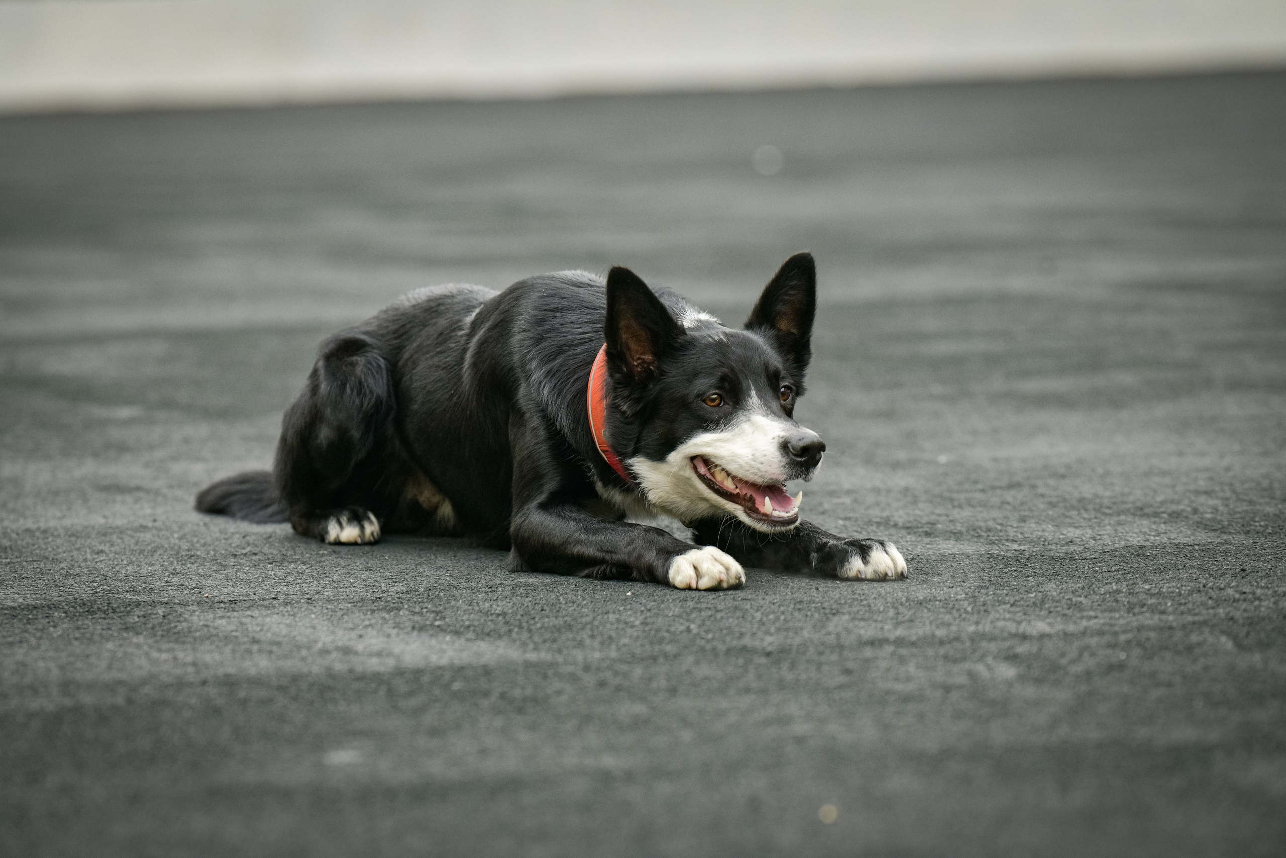 Бордер-колли Семён. Свой взгляд через объектив