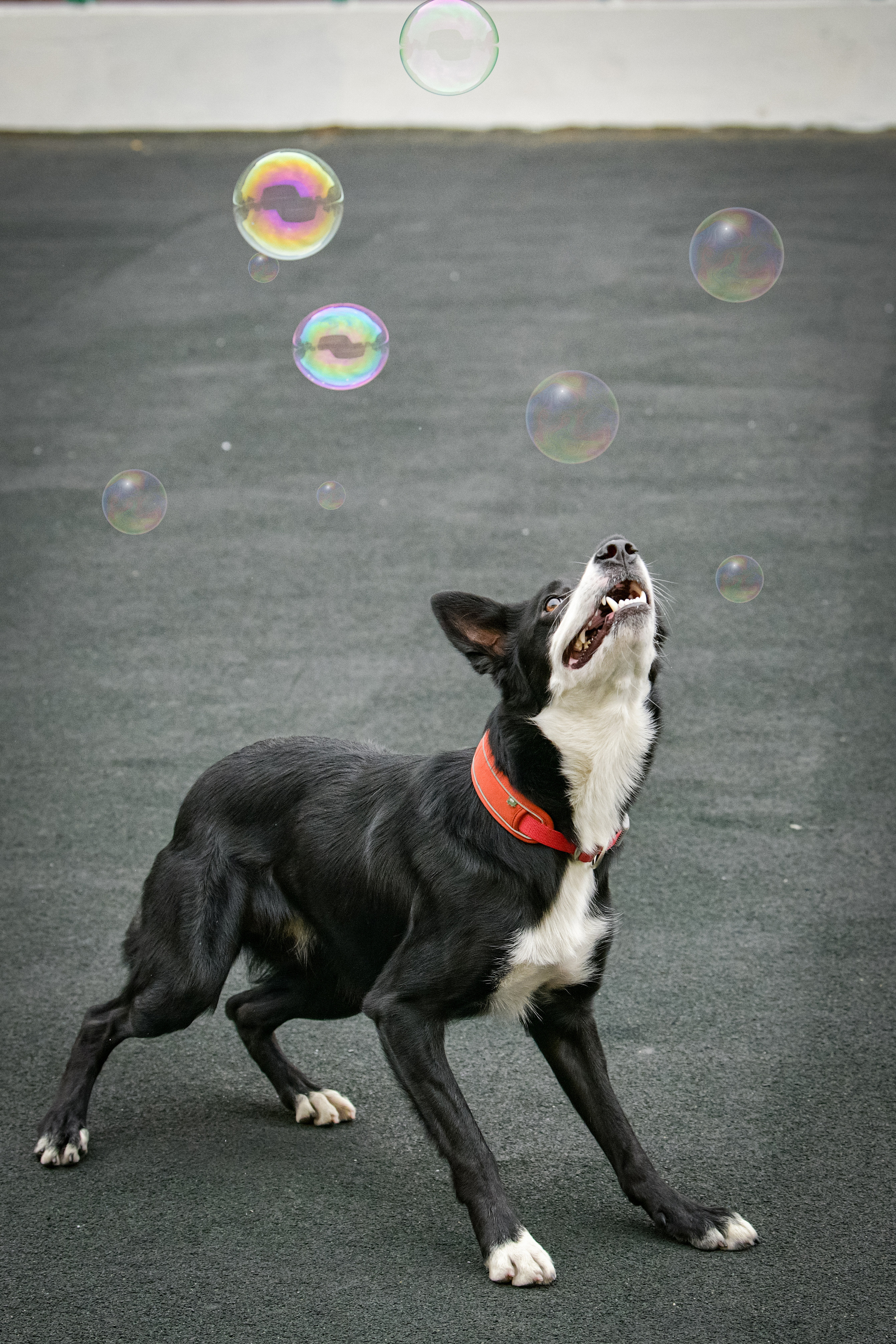 Бордер-колли Семён. Свой взгляд через объектив