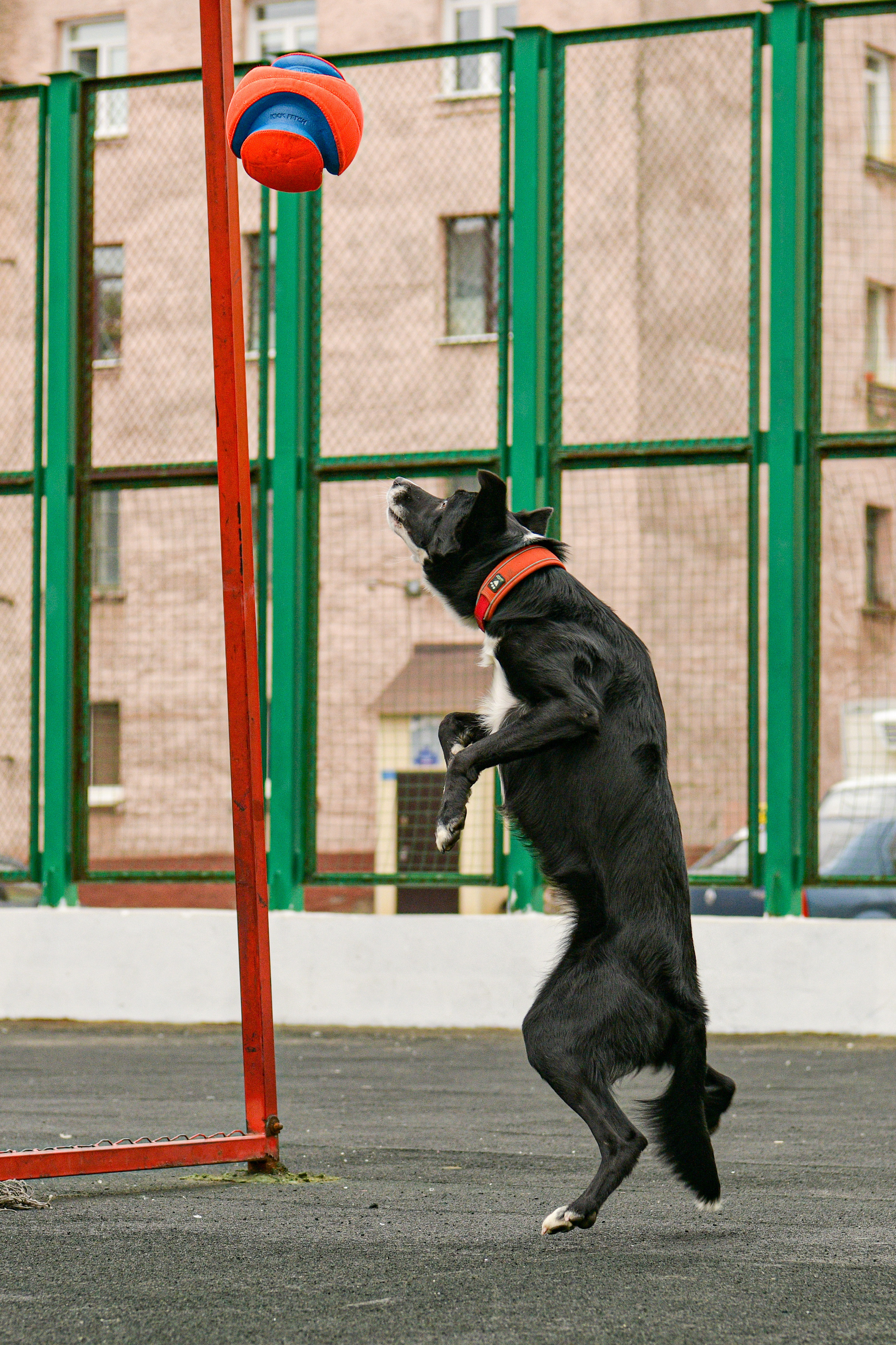 Бордер-колли Семён. Свой взгляд через объектив