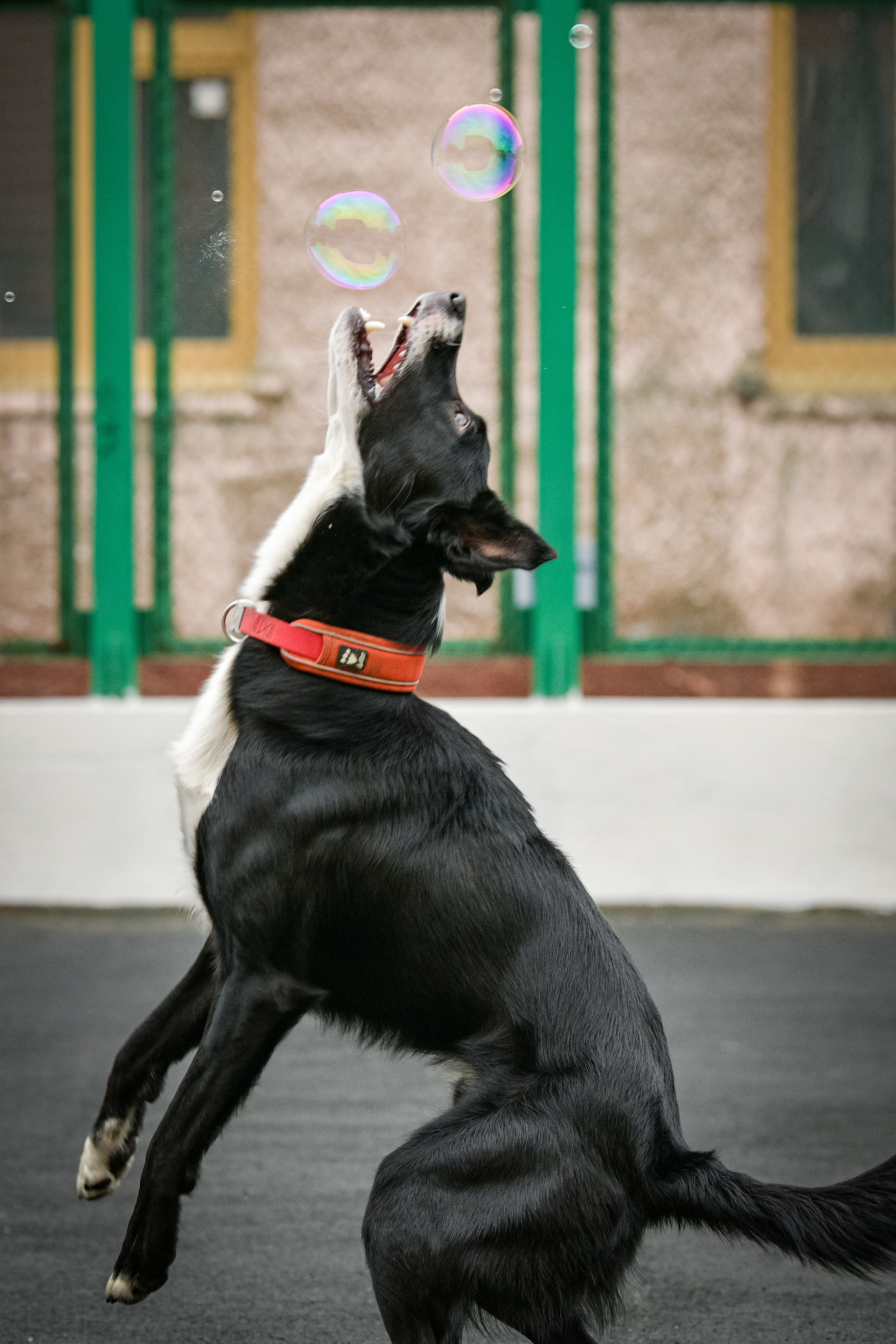 Бордер-колли Семён. Свой взгляд через объектив