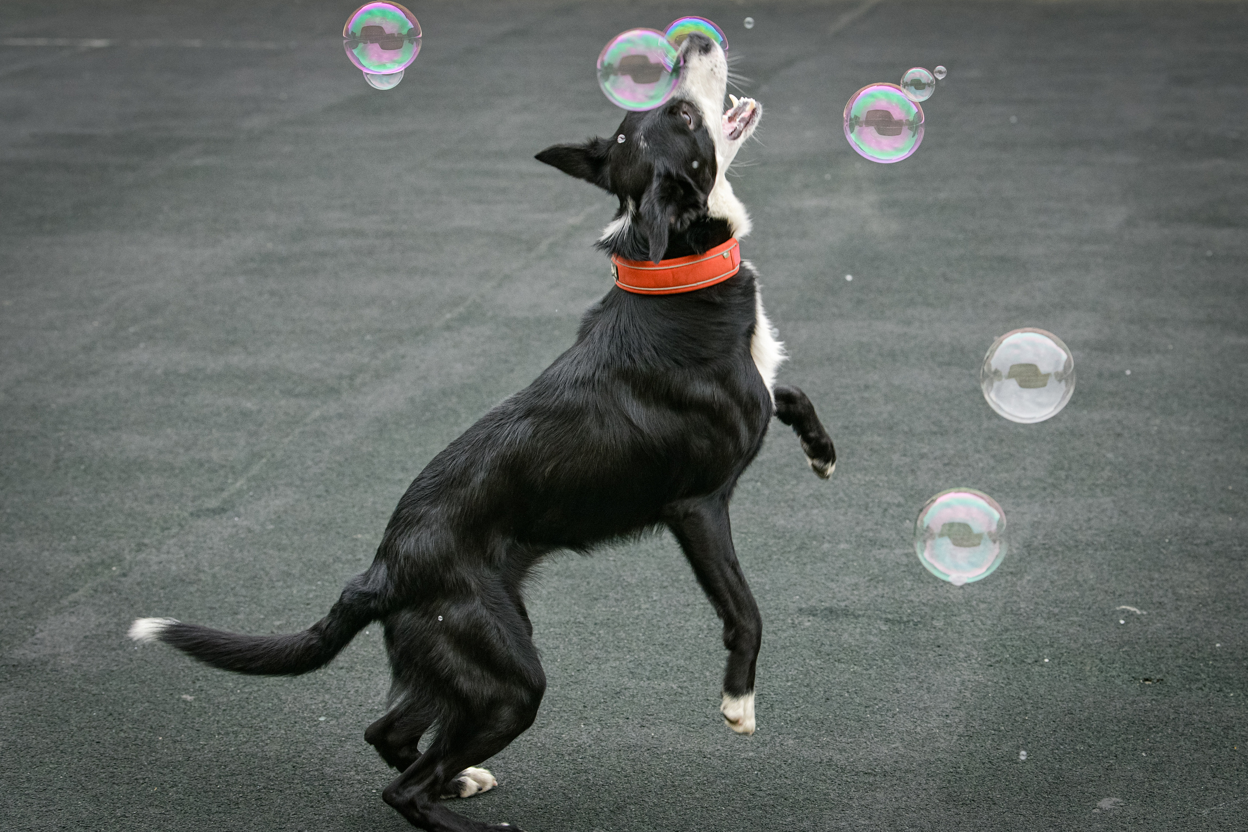 Бордер-колли Семён. Свой взгляд через объектив