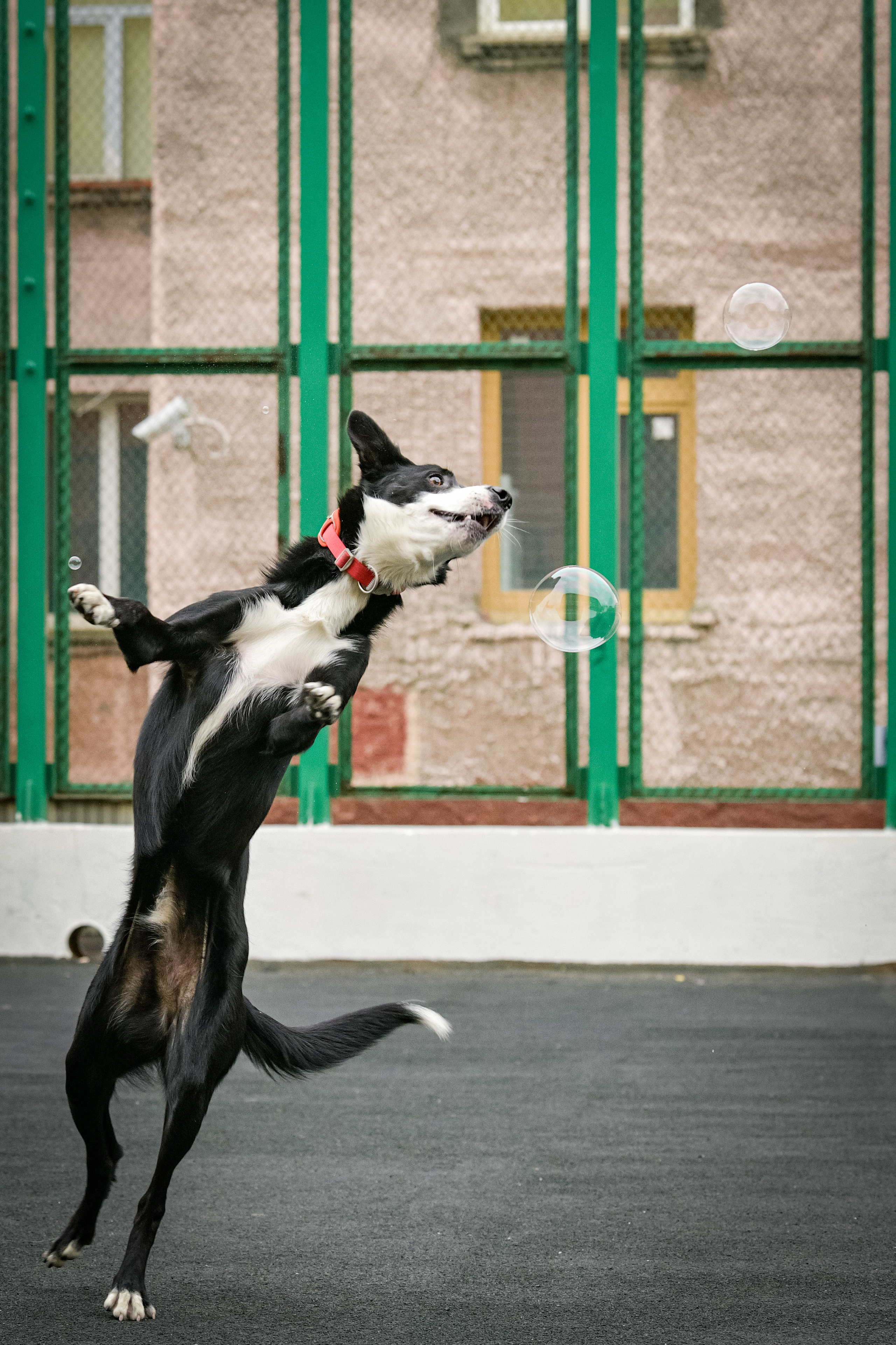 Бордер-колли Семён. Свой взгляд через объектив