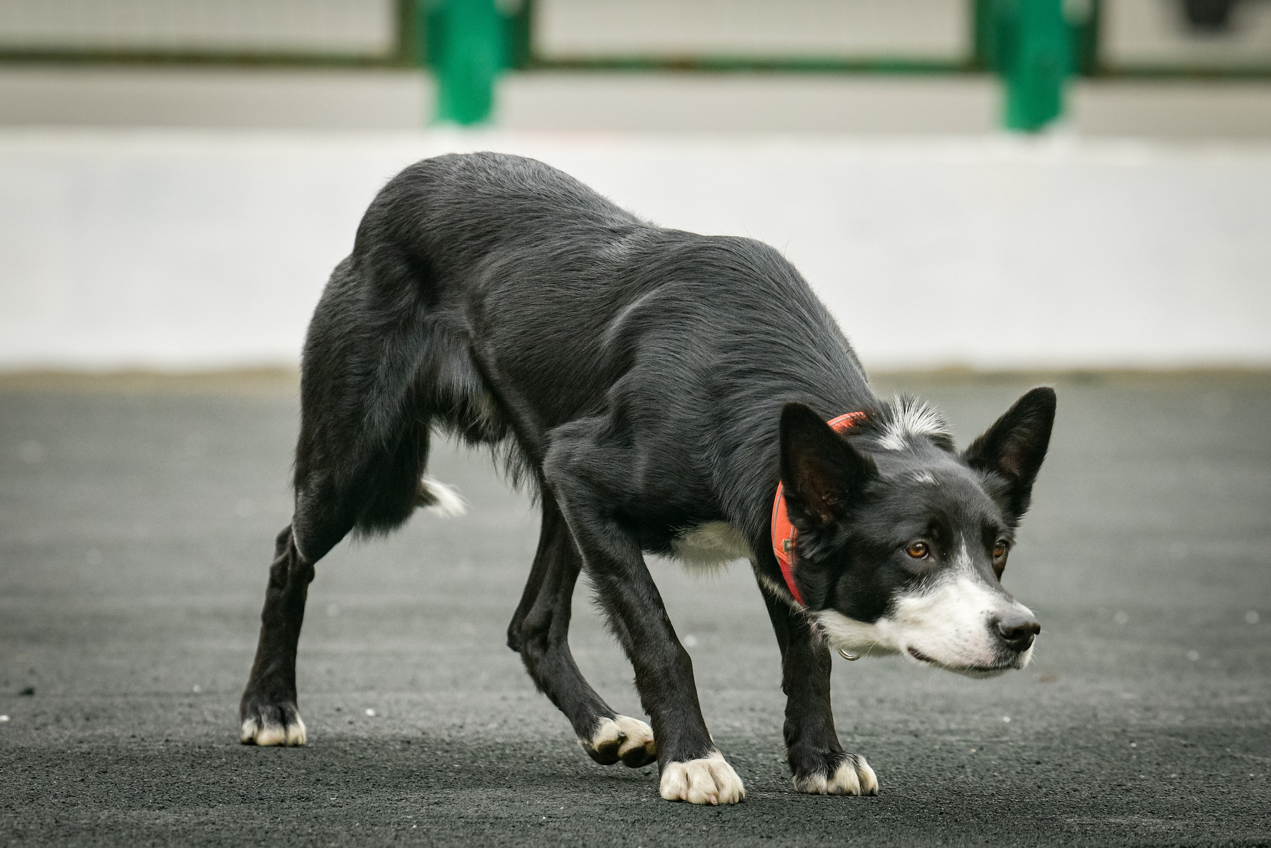 Бордер-колли Семён. Свой взгляд через объектив