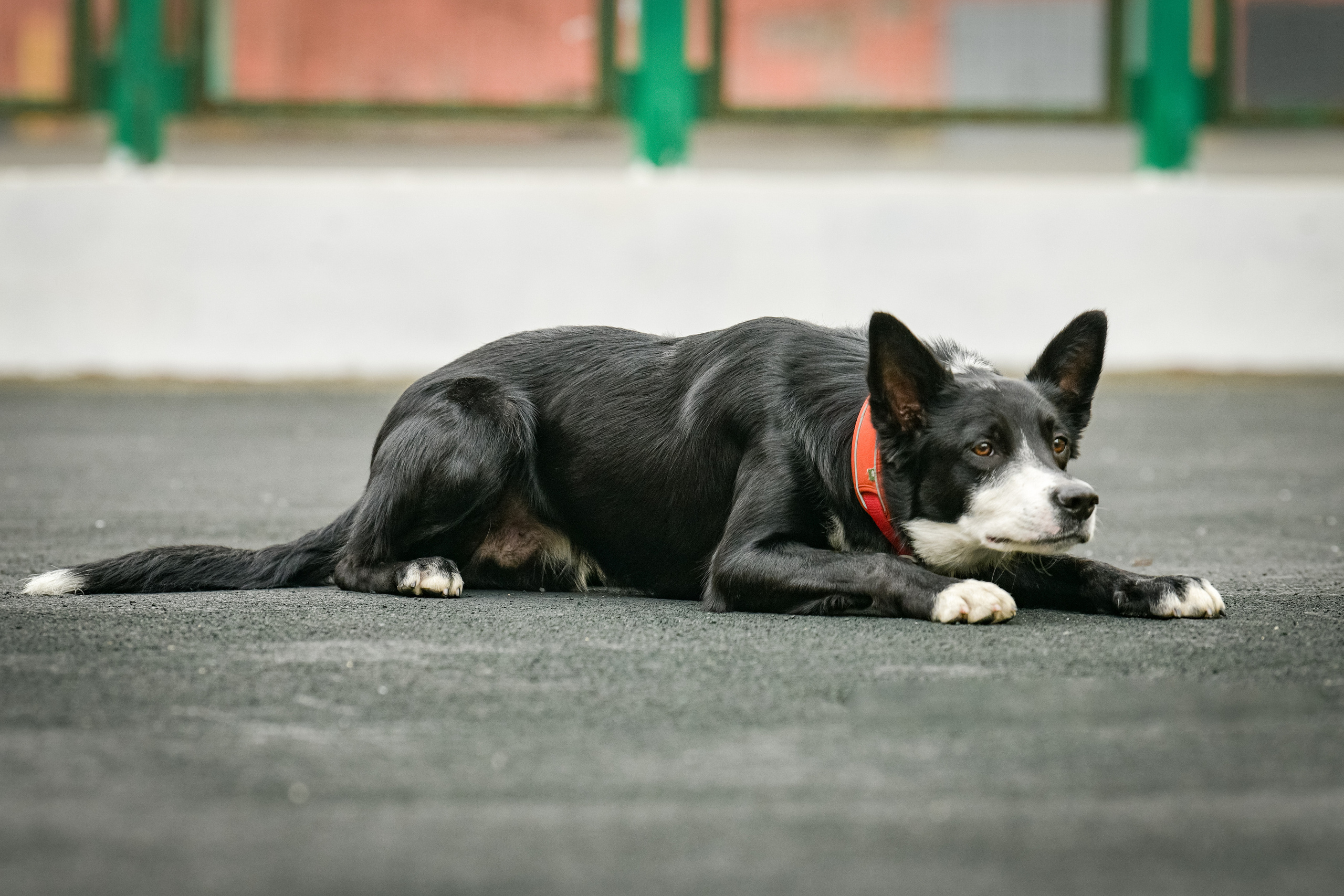 Бордер-колли Семён. Свой взгляд через объектив