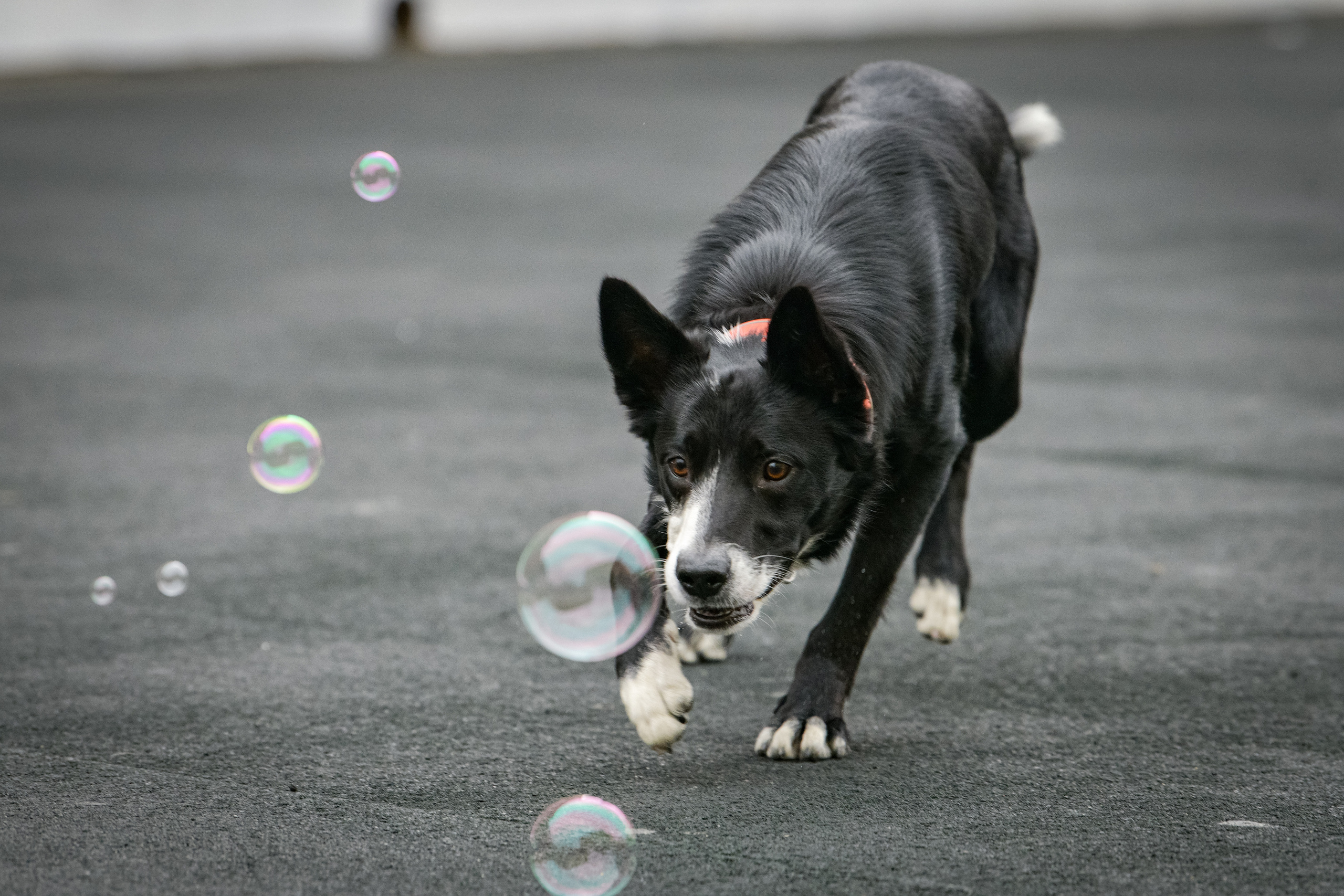 Бордер-колли Семён. Свой взгляд через объектив