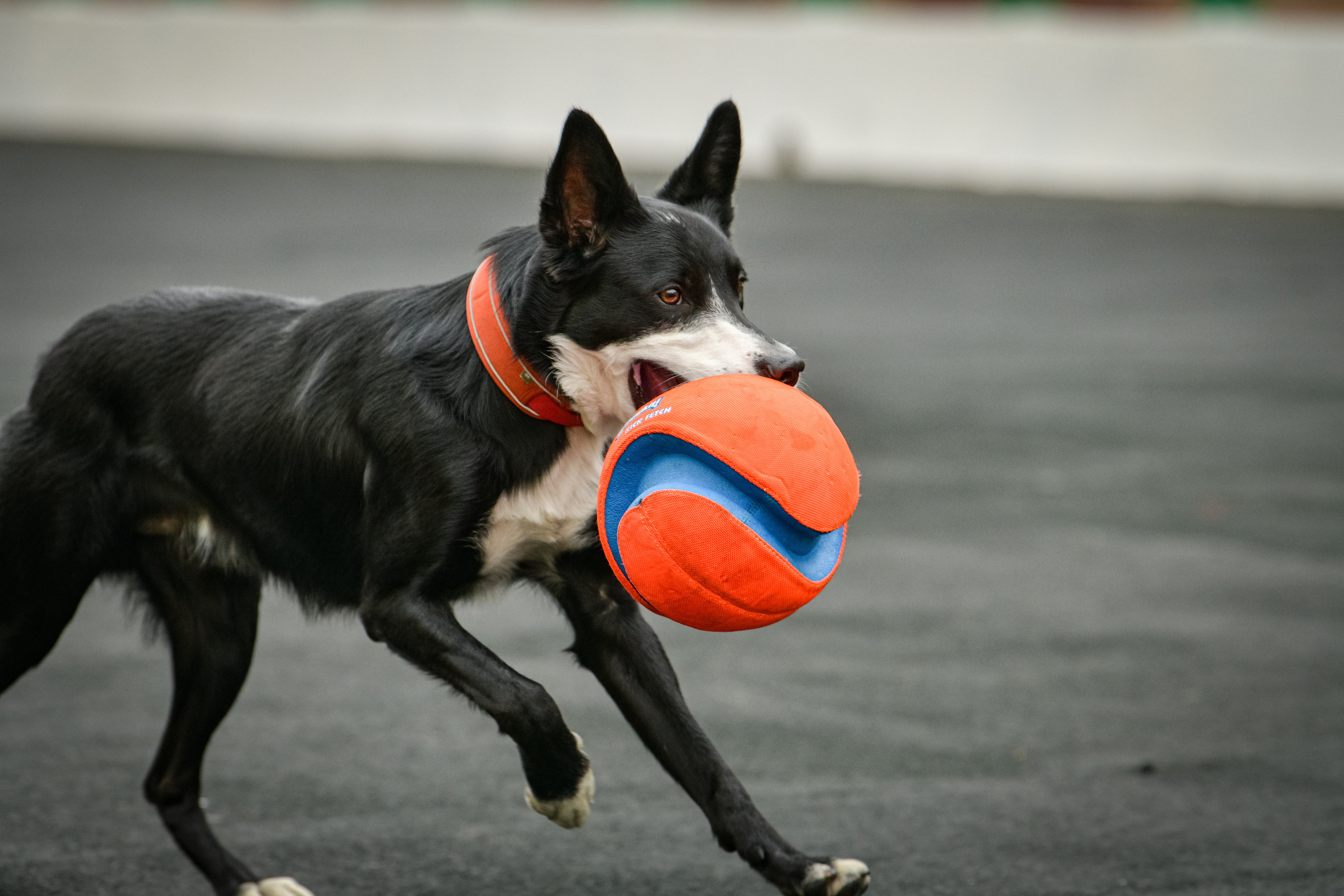 Бордер-колли Семён. Свой взгляд через объектив
