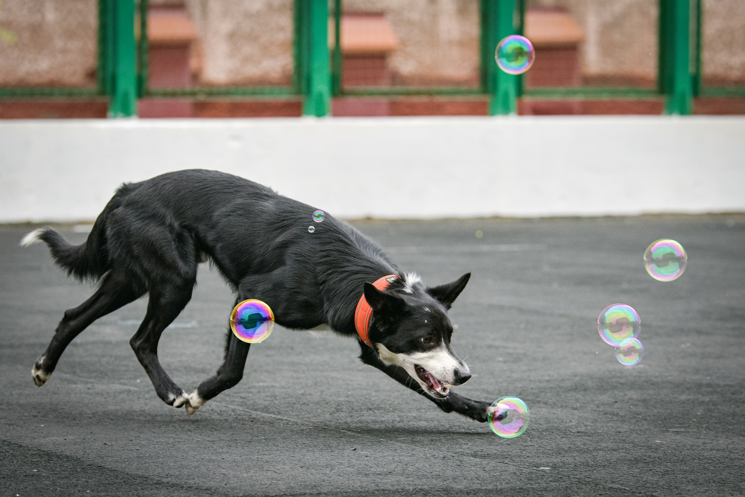 Бордер-колли Семён. Свой взгляд через объектив
