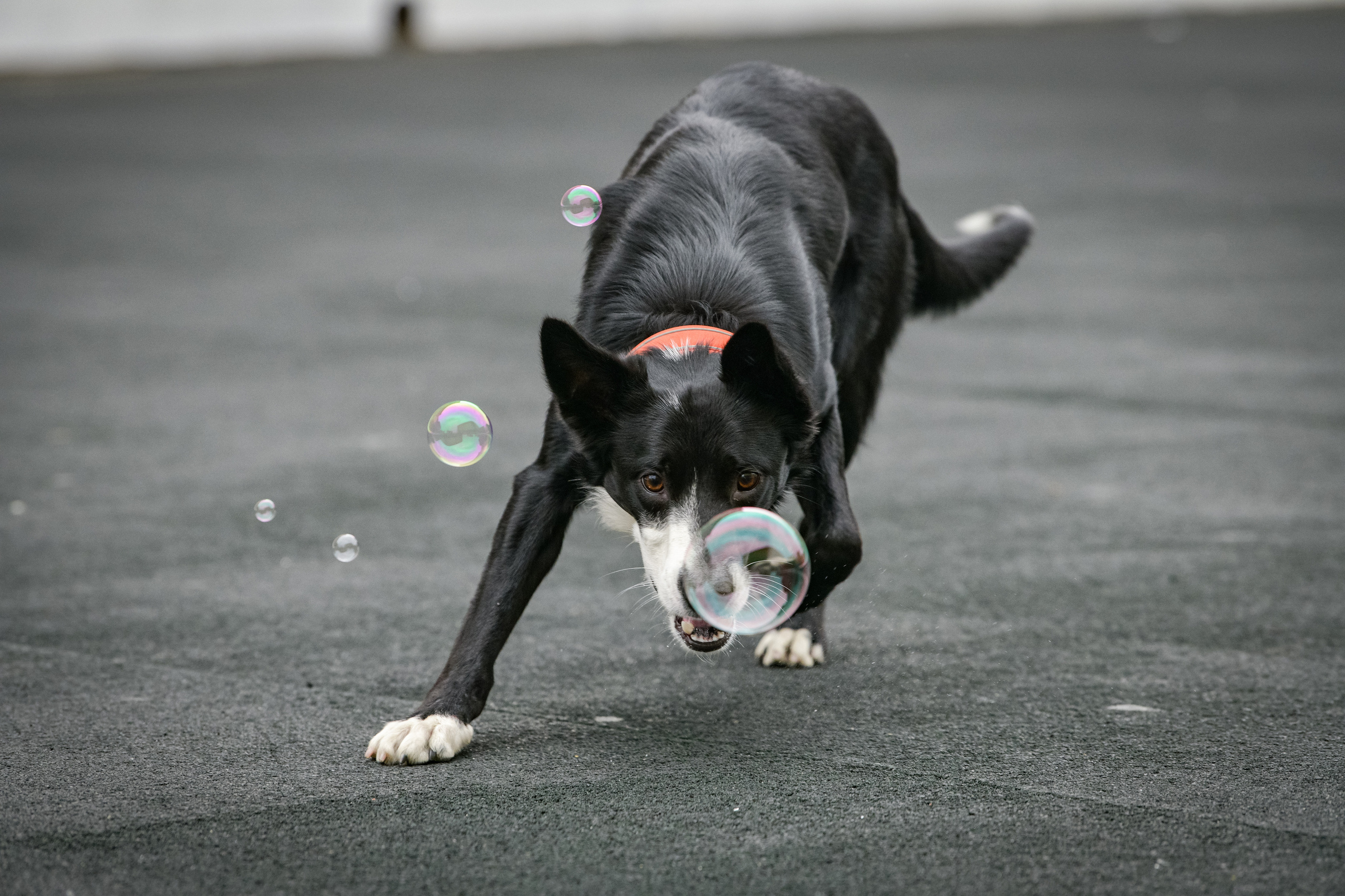 Бордер-колли Семён. Свой взгляд через объектив
