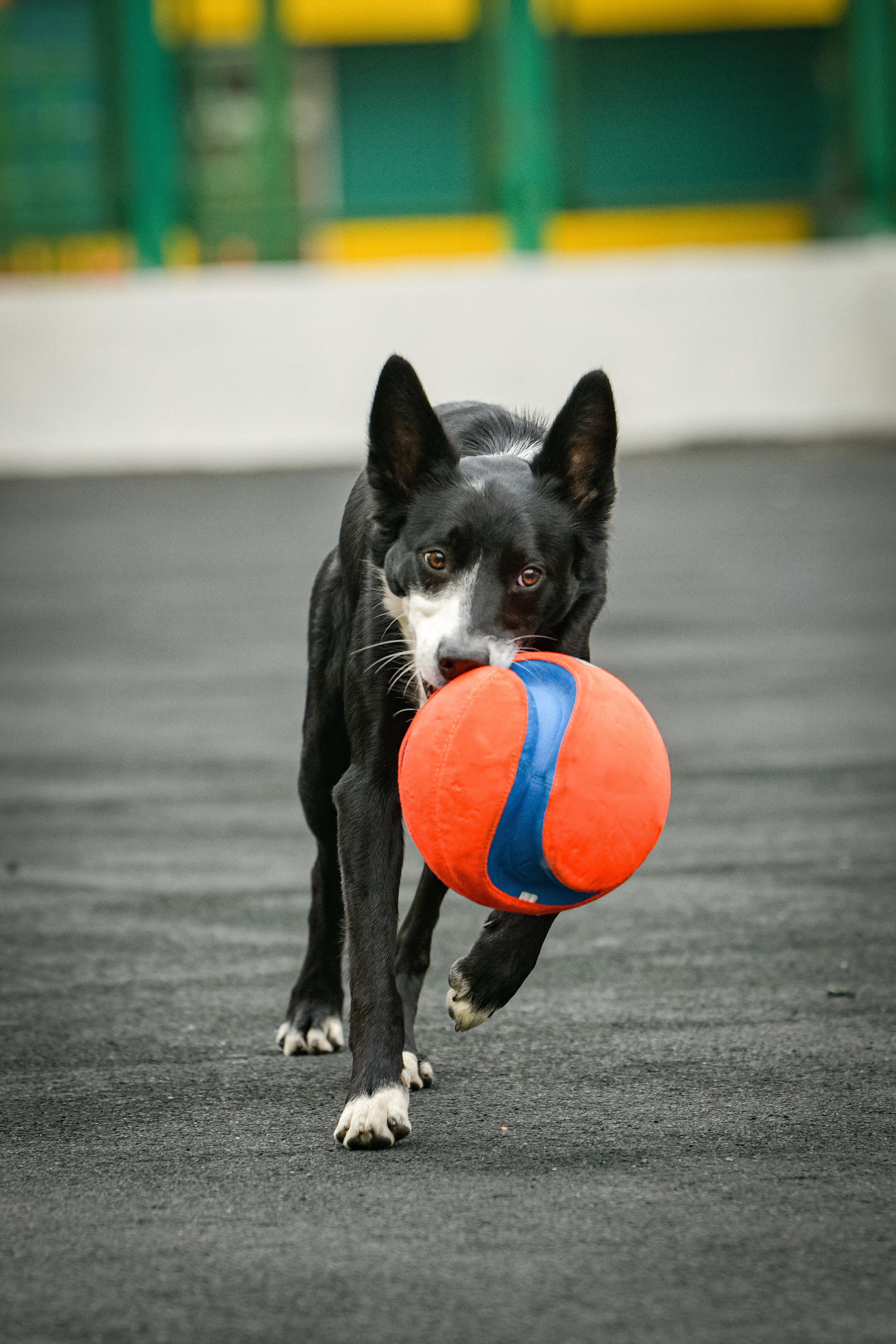 Бордер-колли Семён. Свой взгляд через объектив