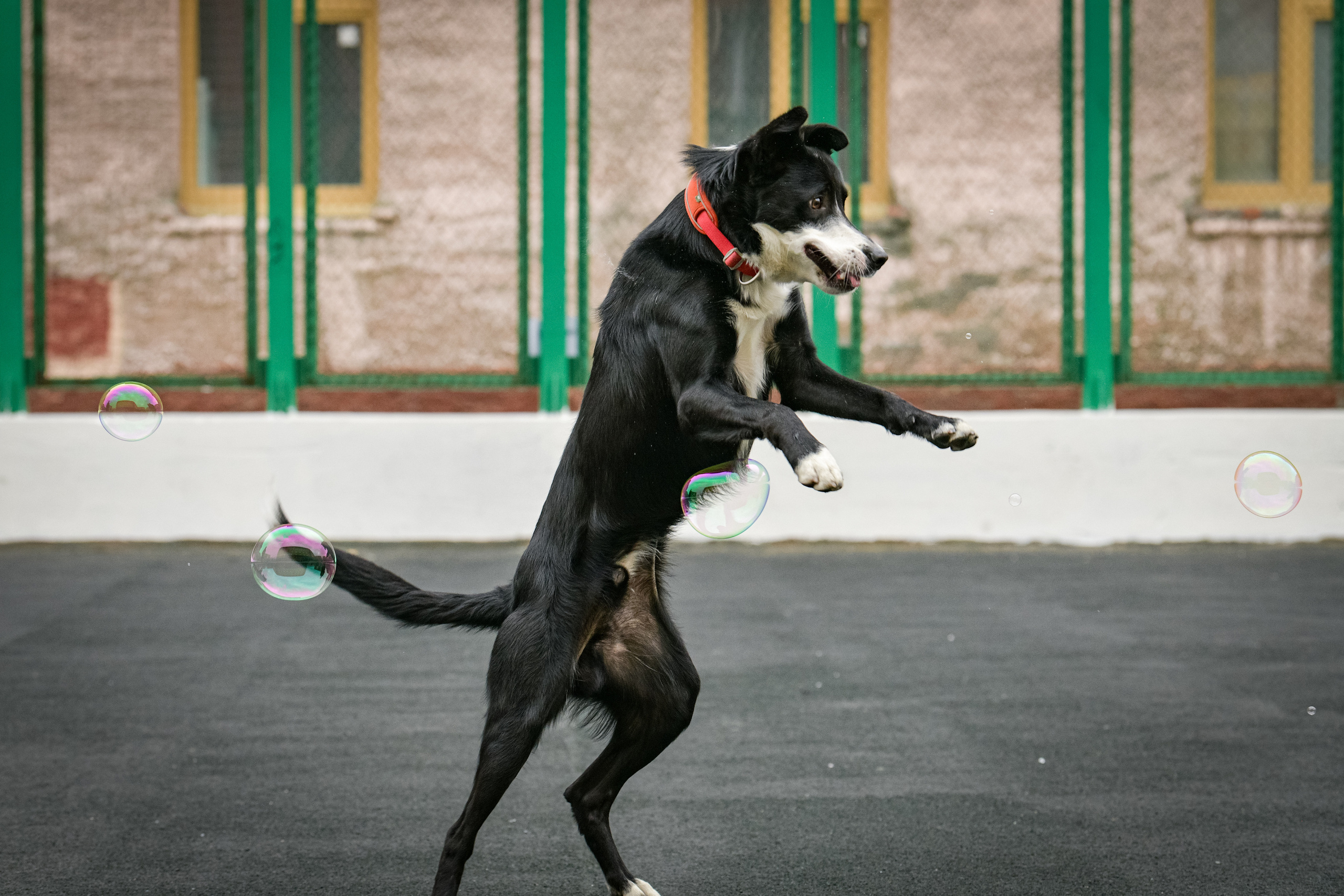 Бордер-колли Семён. Свой взгляд через объектив