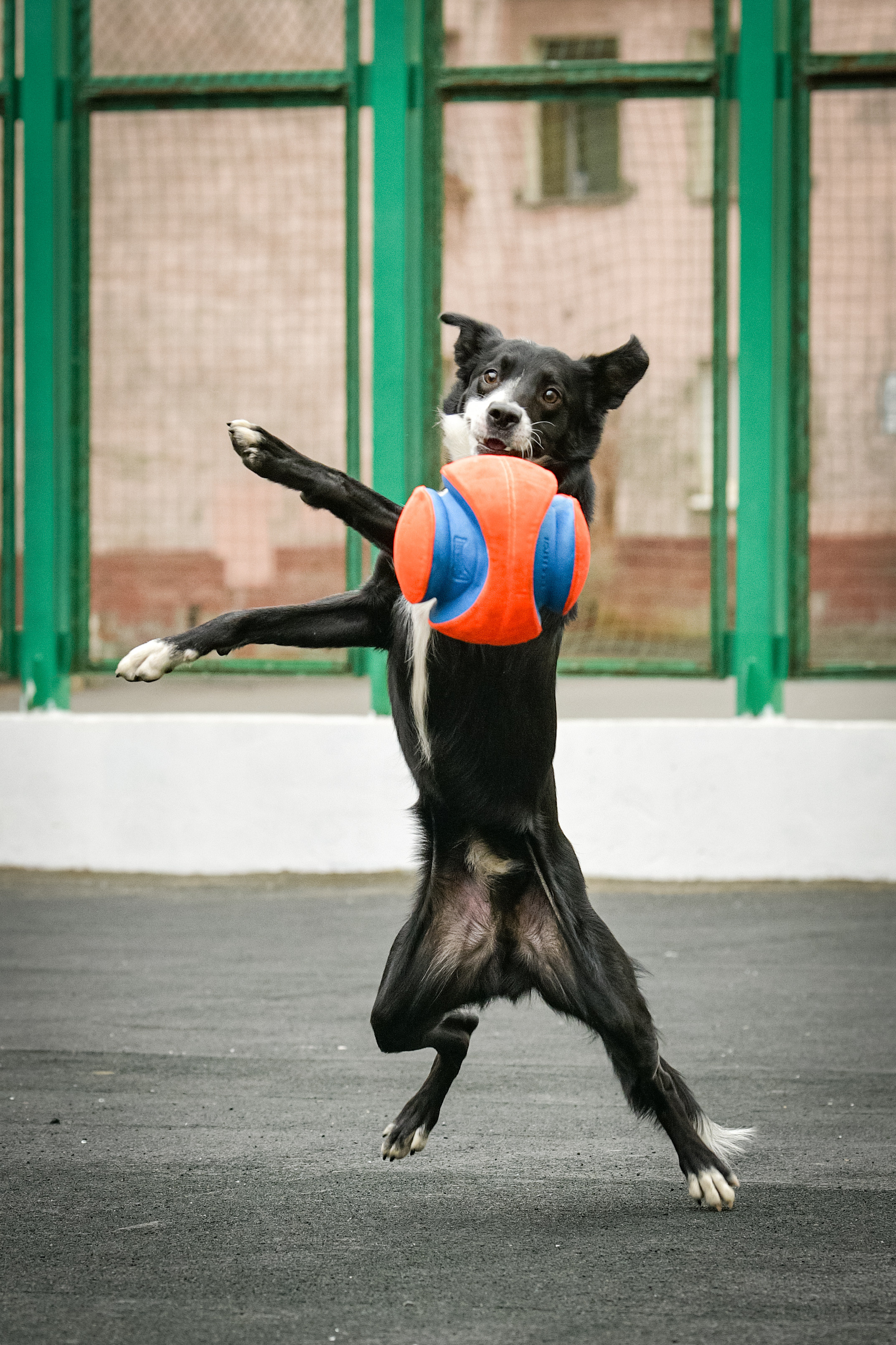 Бордер-колли Семён. Свой взгляд через объектив
