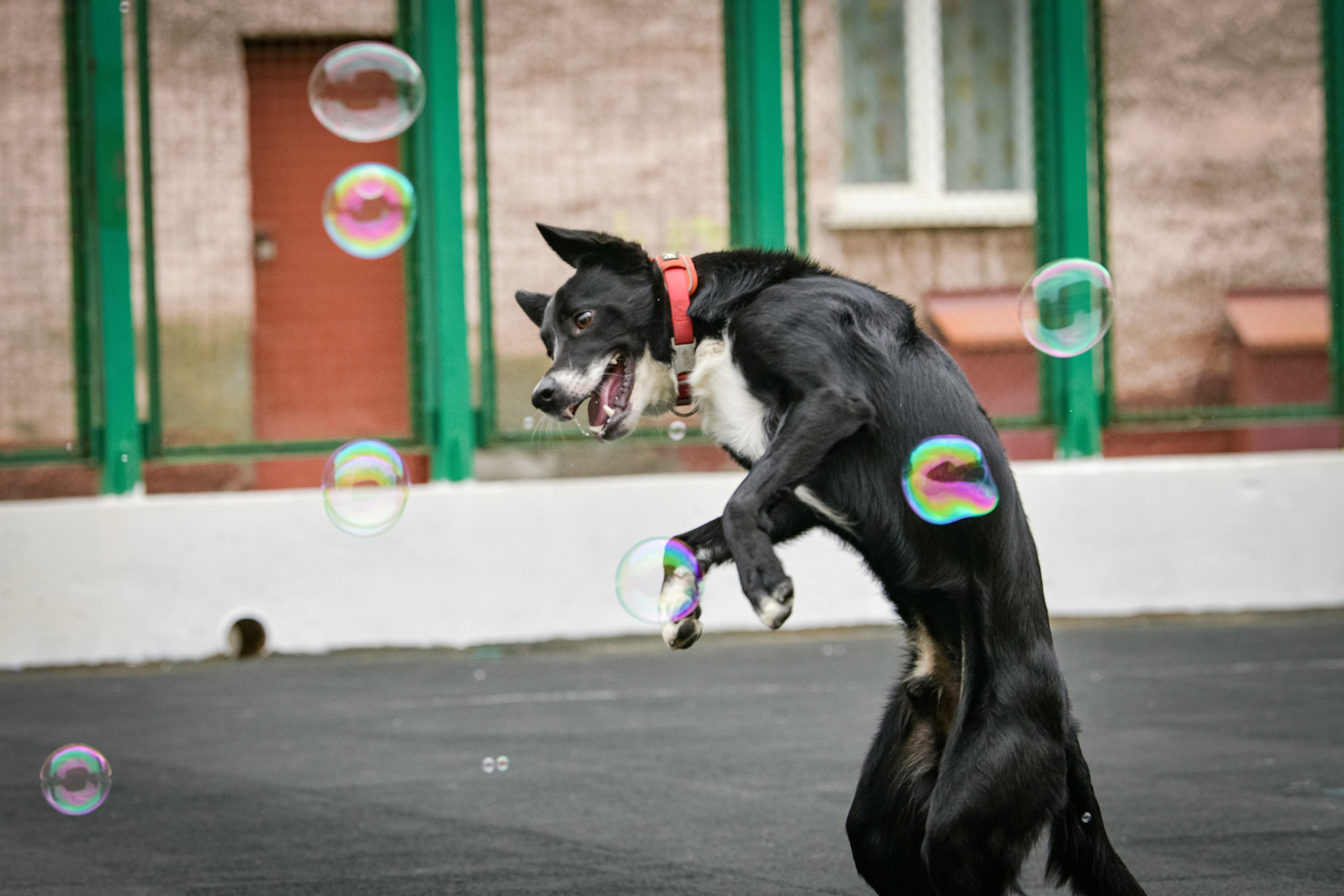 Бордер-колли Семён. Свой взгляд через объектив