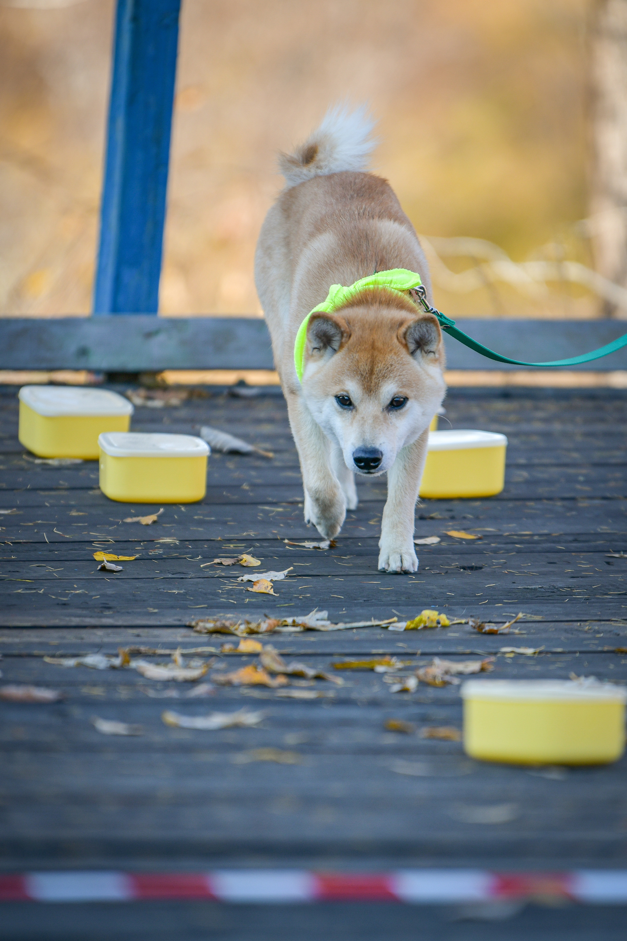 Ноузворк 17 сентября 2023. Свой взгляд через объектив