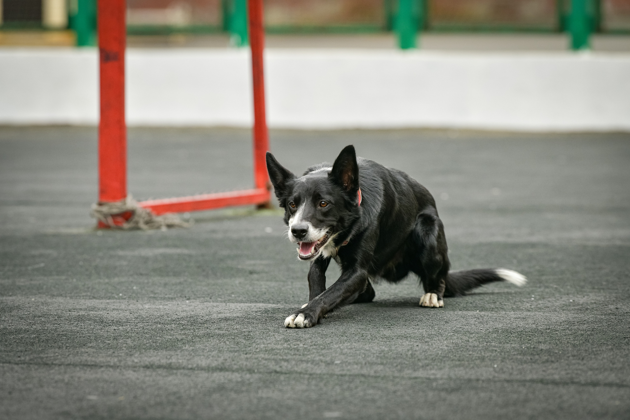 Бордер-колли Семён. Свой взгляд через объектив