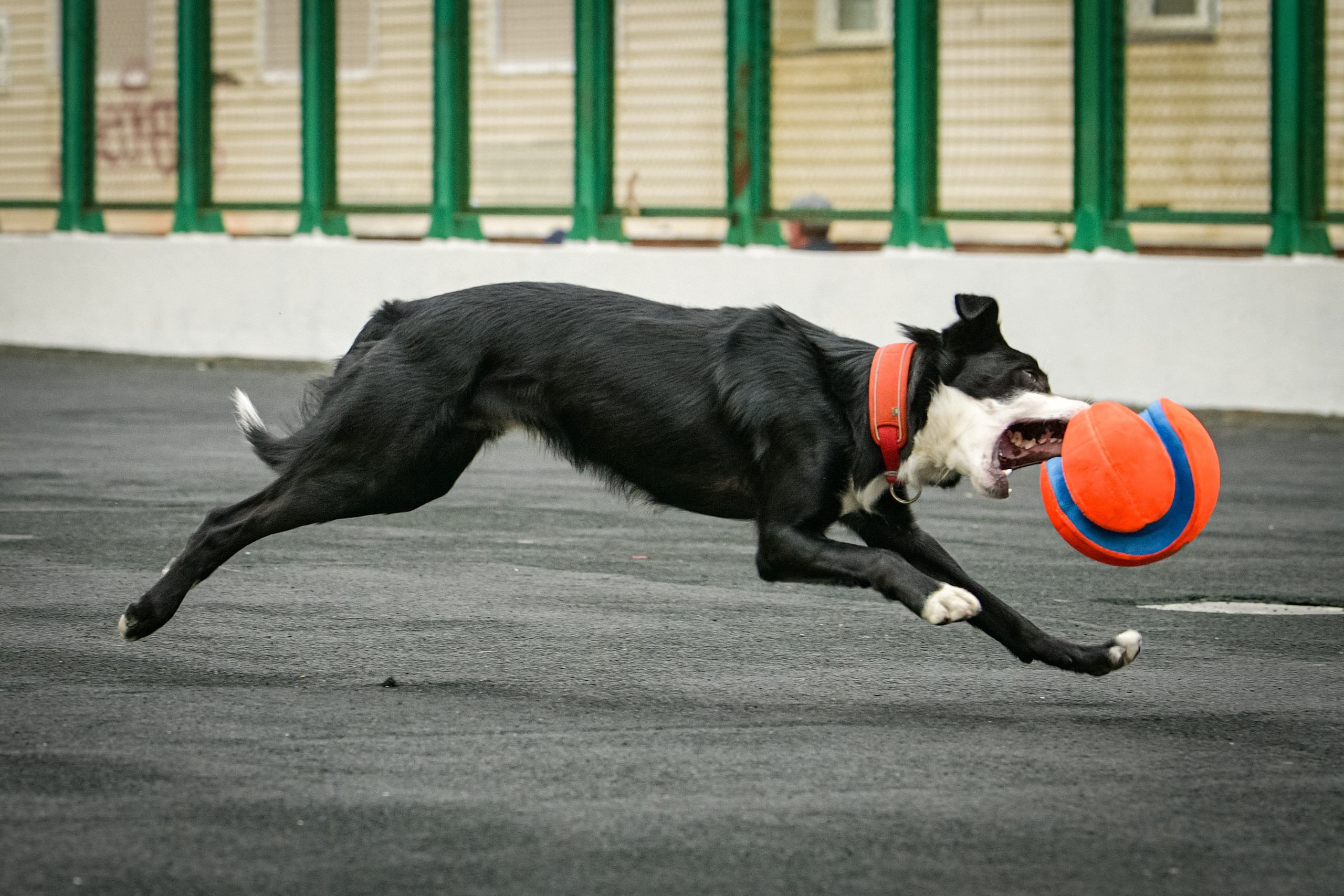 Бордер-колли Семён. Свой взгляд через объектив