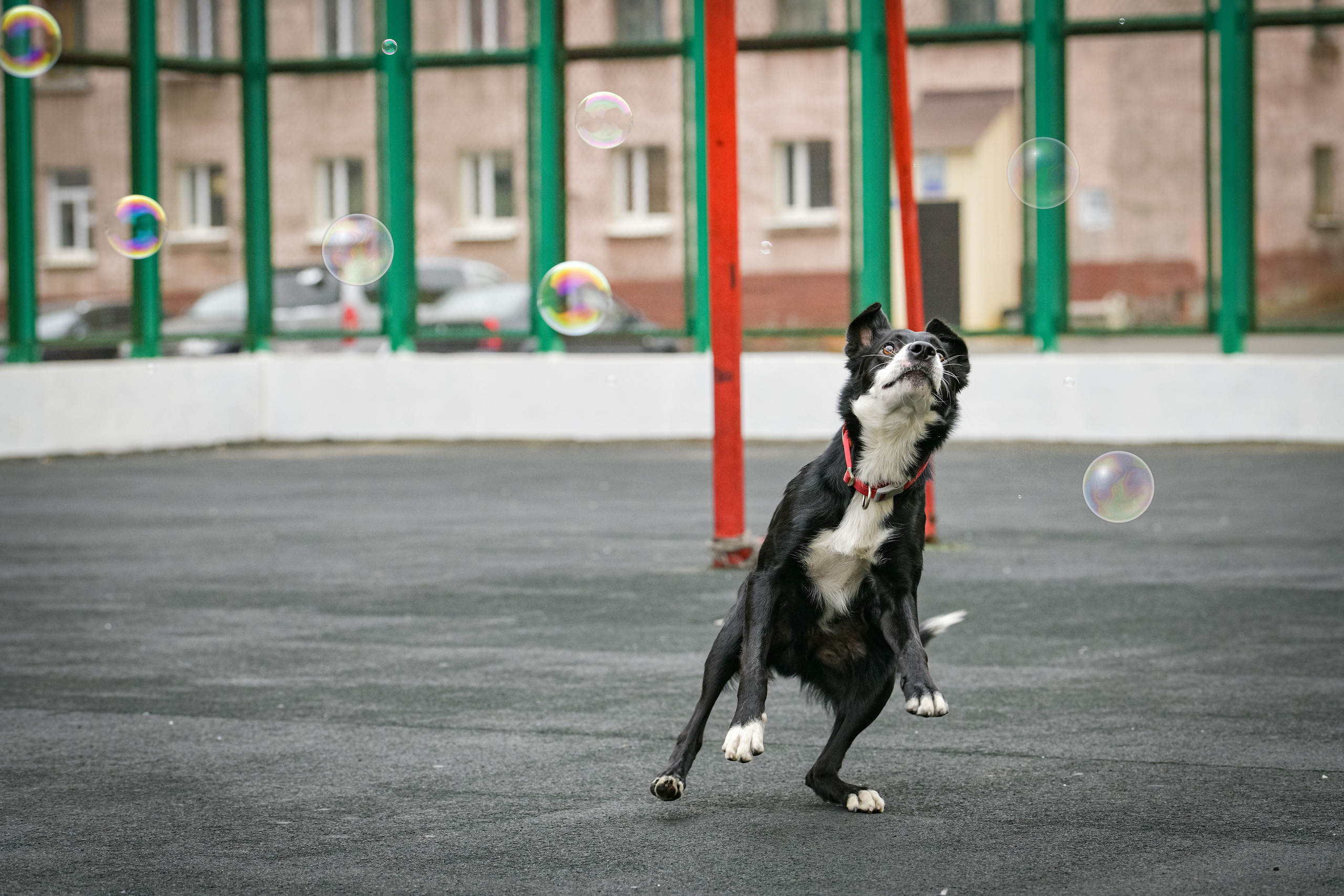 Бордер-колли Семён. Свой взгляд через объектив