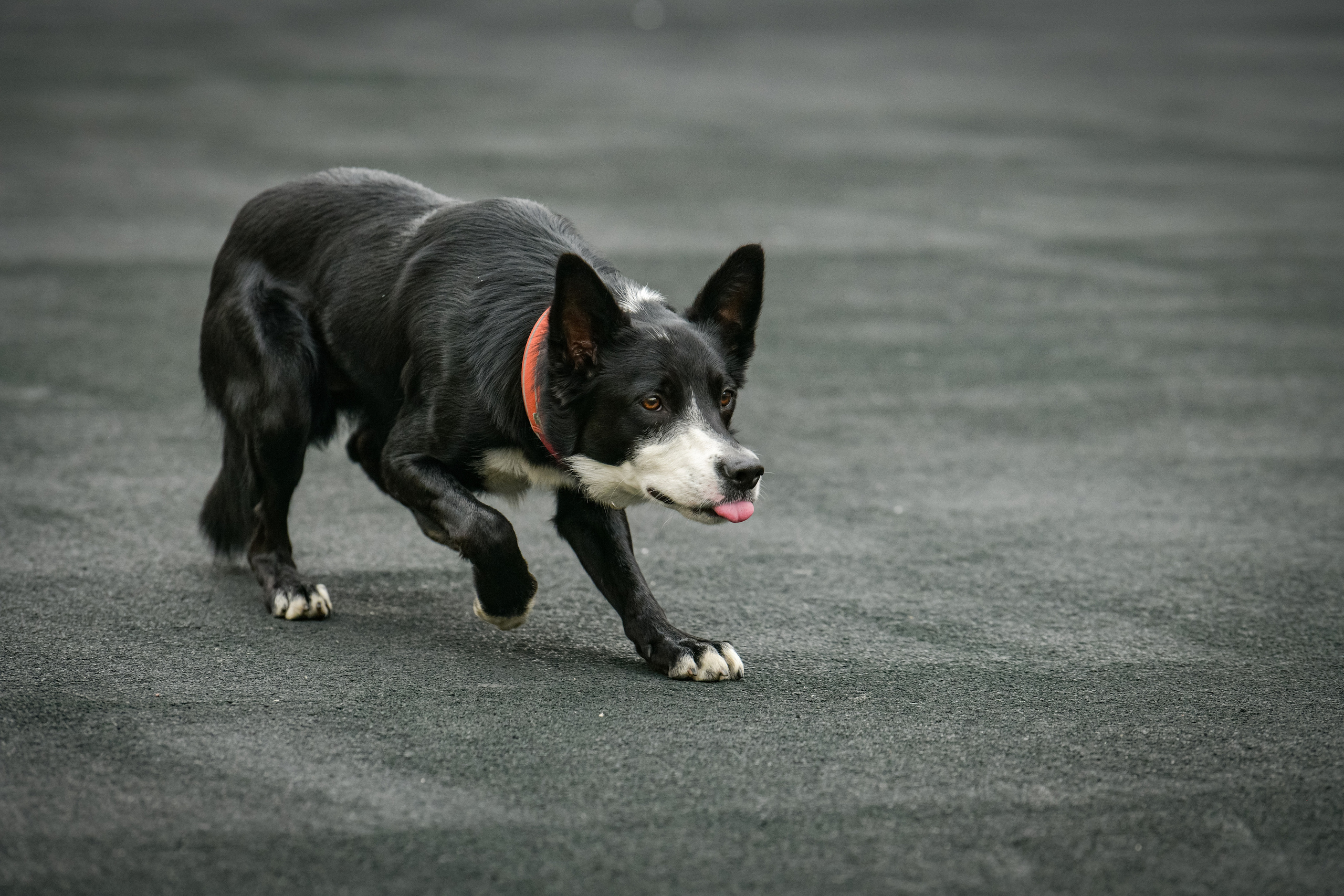 Бордер-колли Семён. Свой взгляд через объектив