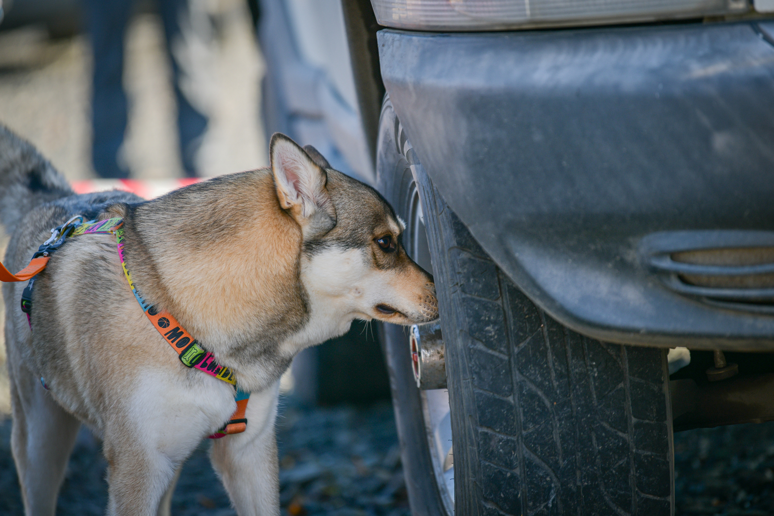 Ноузворк 17 сентября 2023. Свой взгляд через объектив