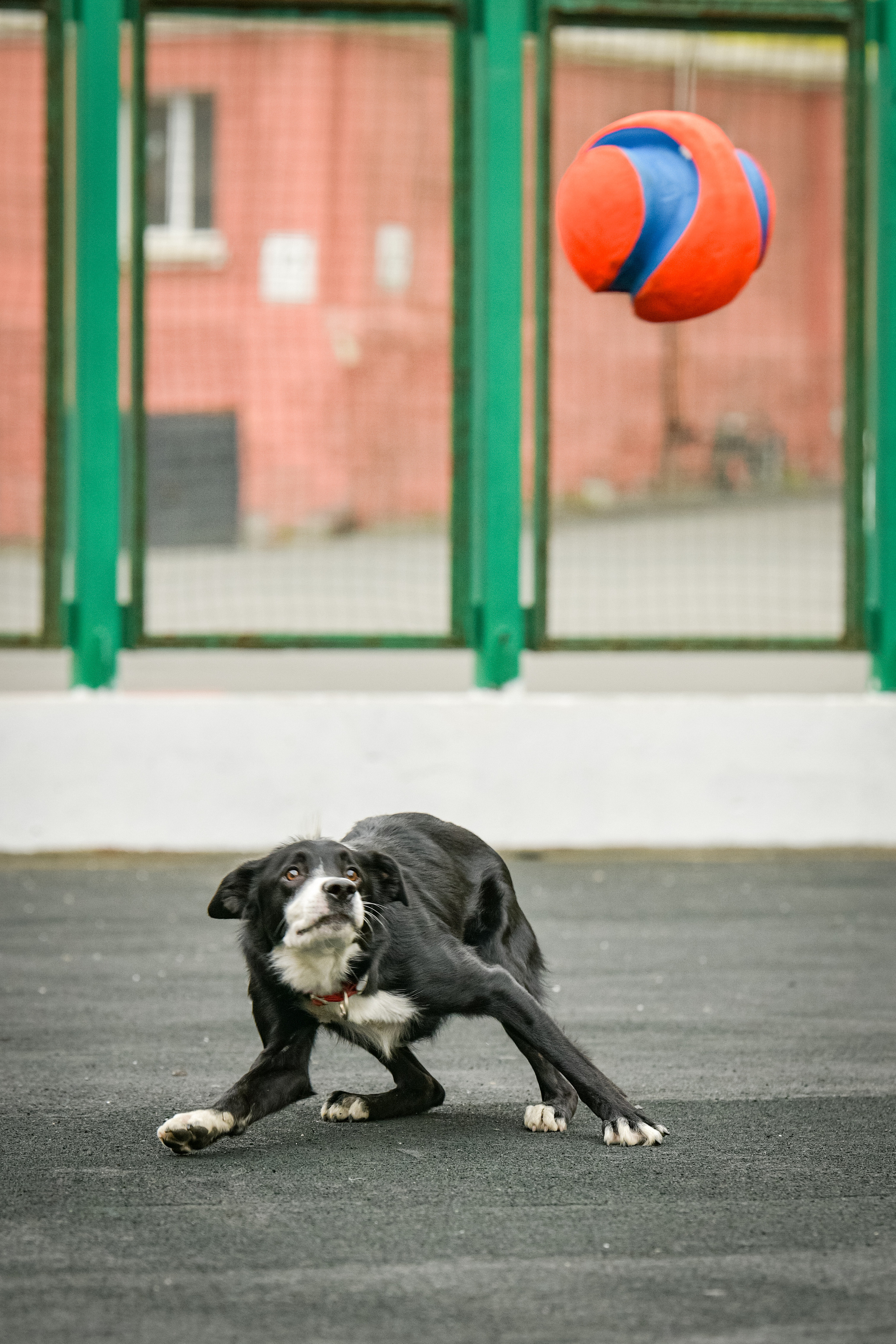 Бордер-колли Семён. Свой взгляд через объектив