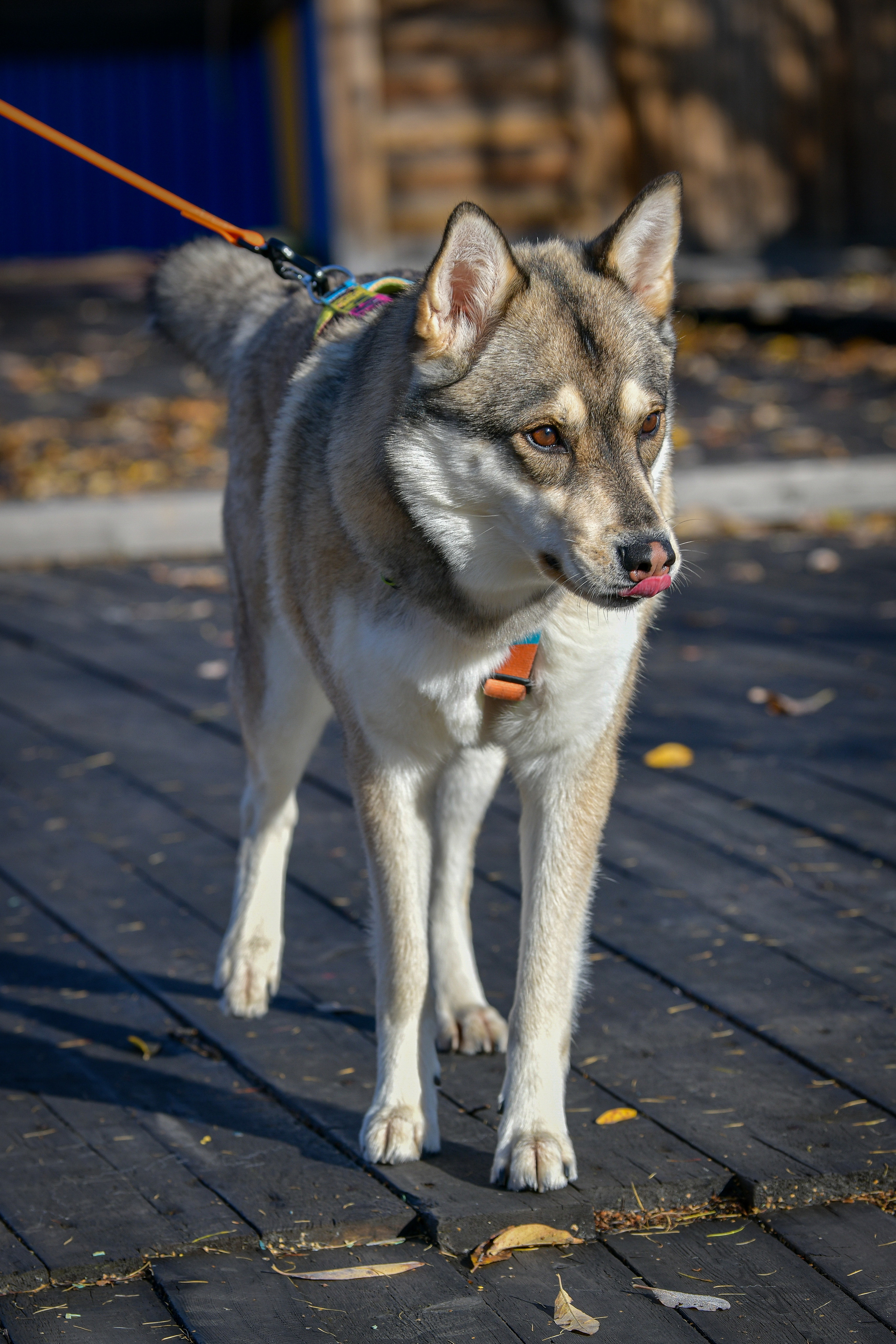 Ноузворк 17 сентября 2023. Свой взгляд через объектив