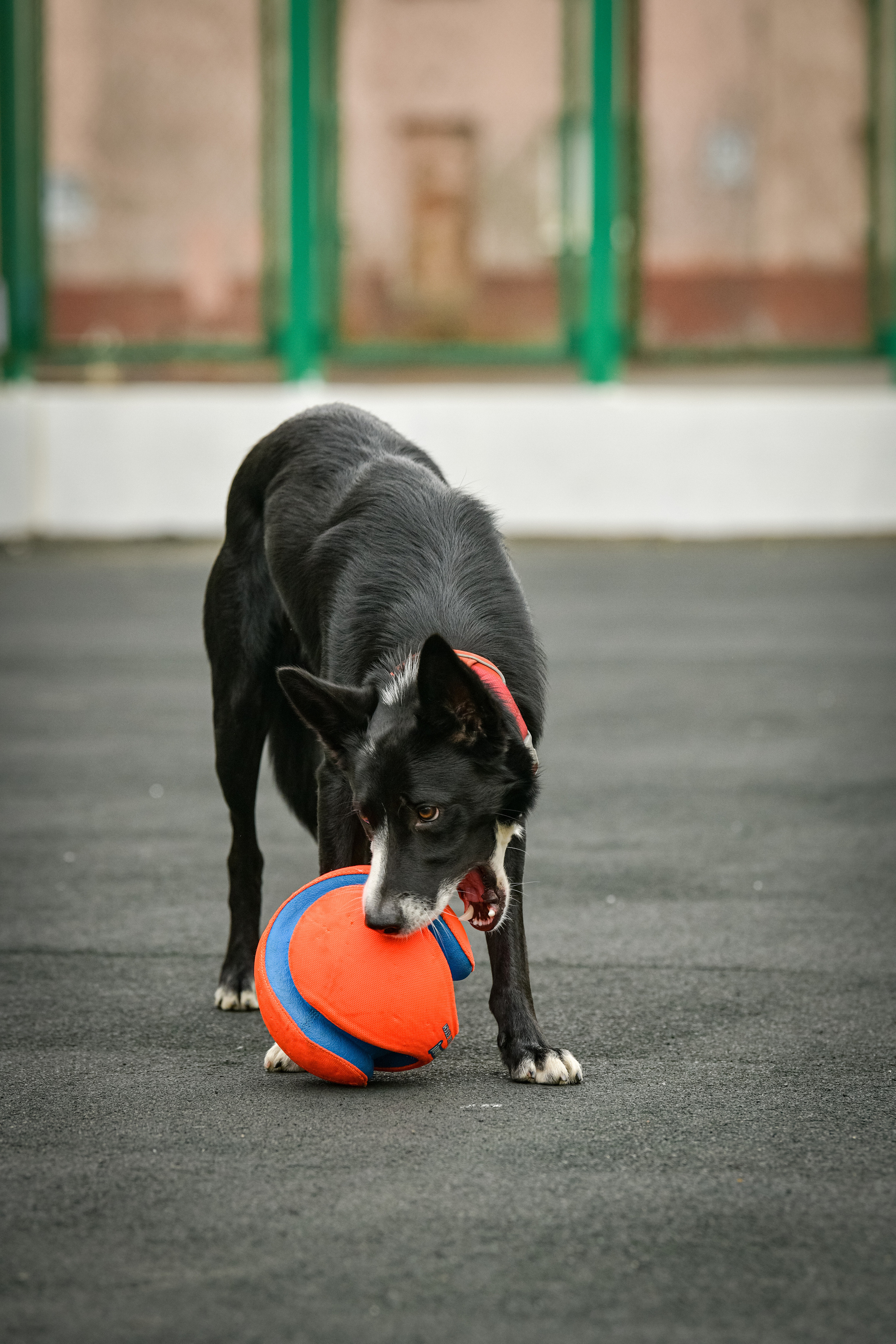 Бордер-колли Семён. Свой взгляд через объектив