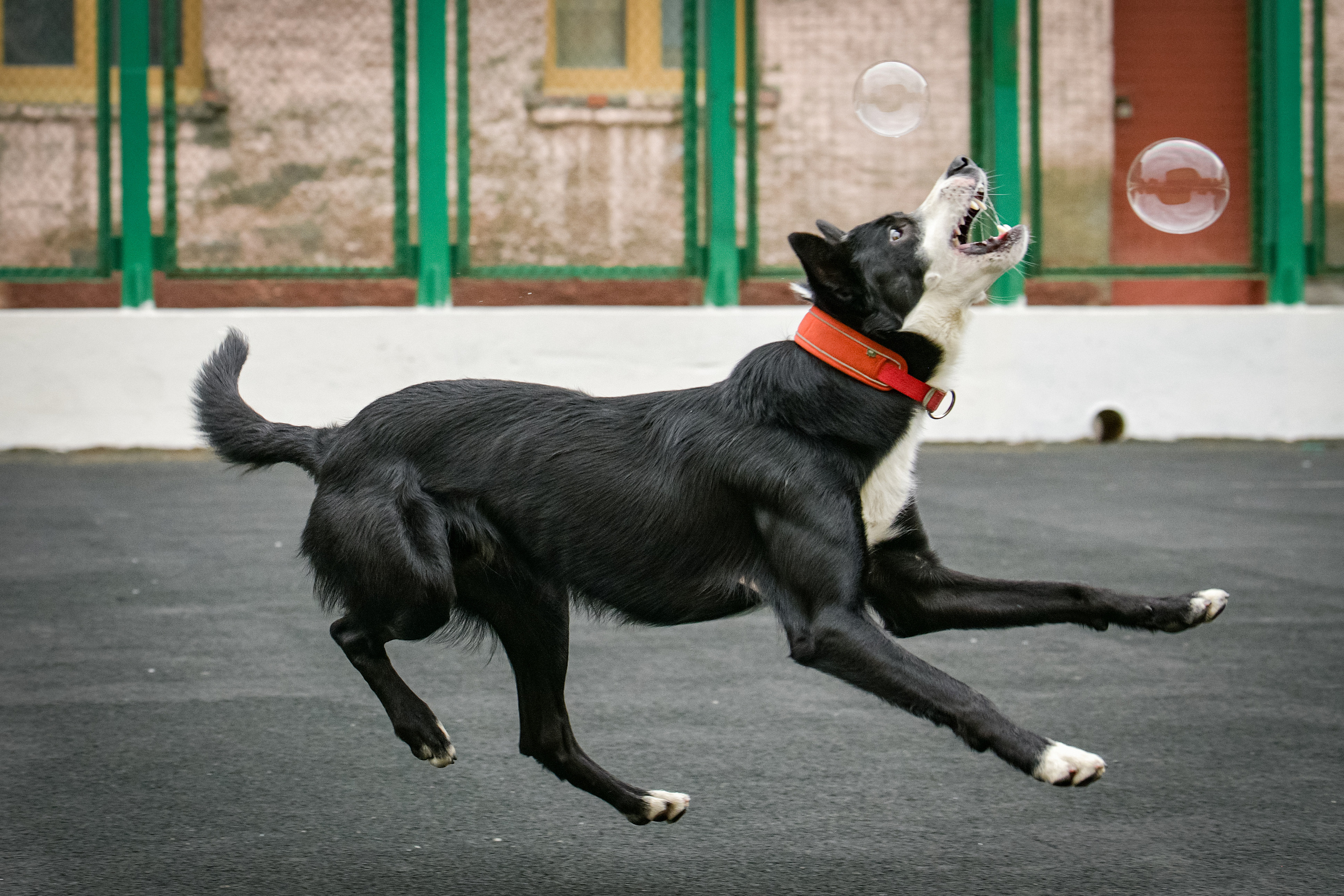 Бордер-колли Семён. Свой взгляд через объектив