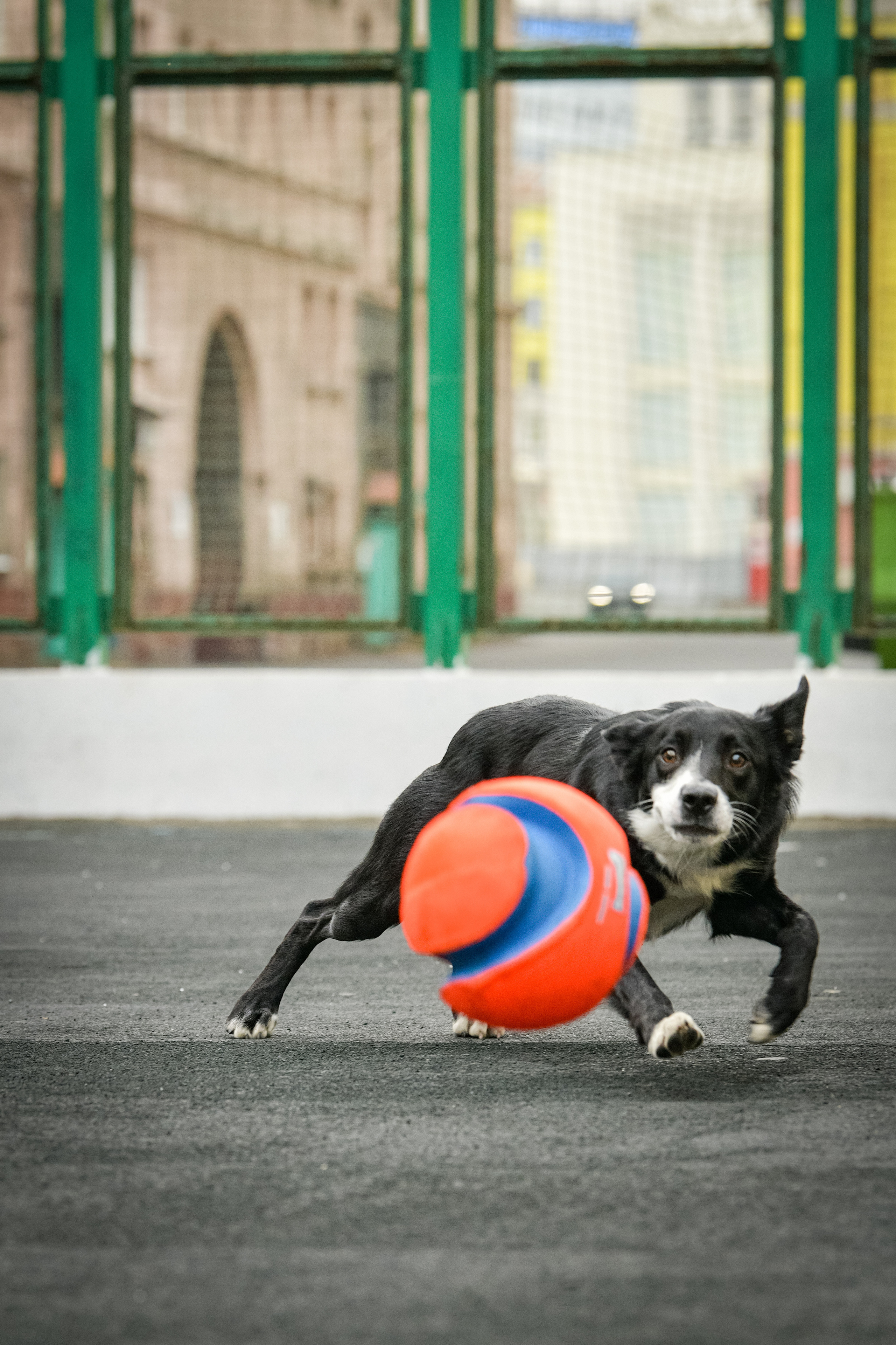 Бордер-колли Семён. Свой взгляд через объектив