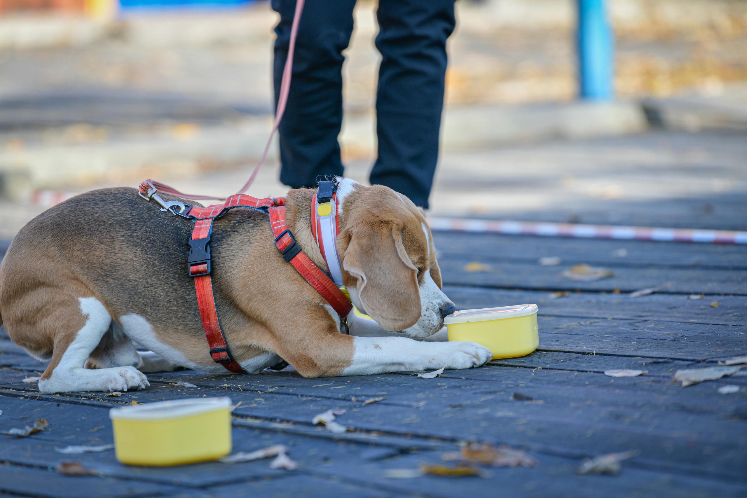 Ноузворк 17 сентября 2023. Свой взгляд через объектив