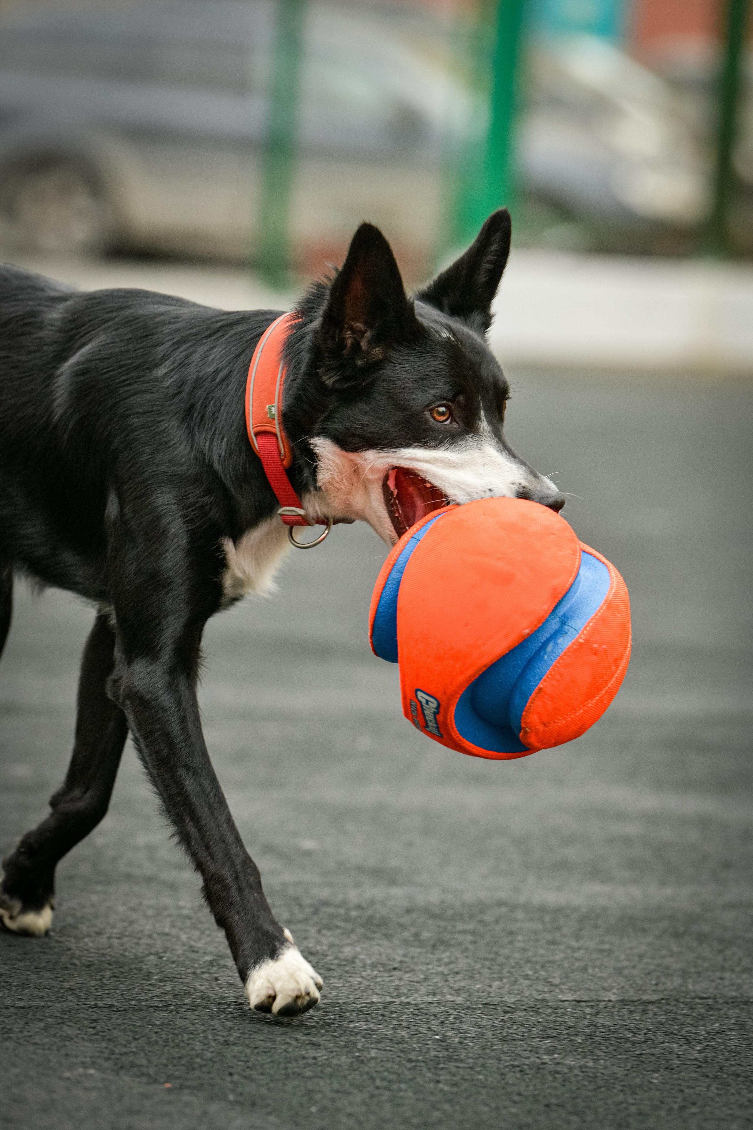 Бордер-колли Семён. Свой взгляд через объектив