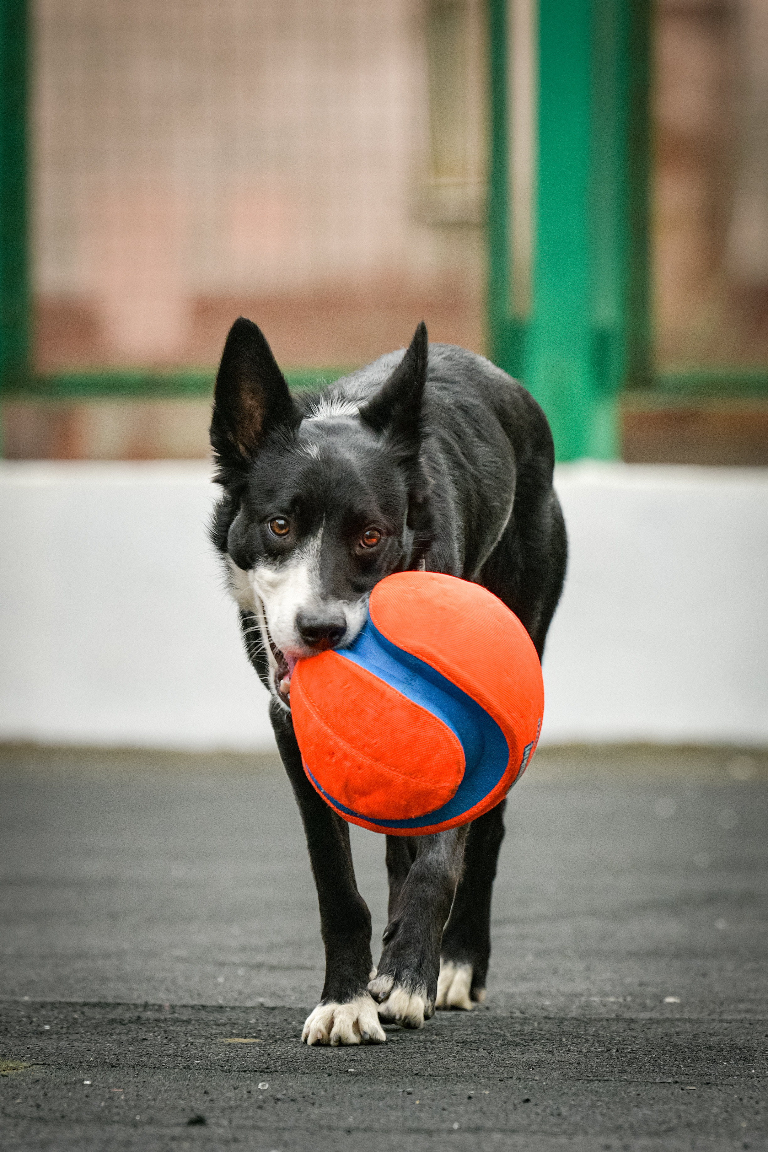 Бордер-колли Семён. Свой взгляд через объектив