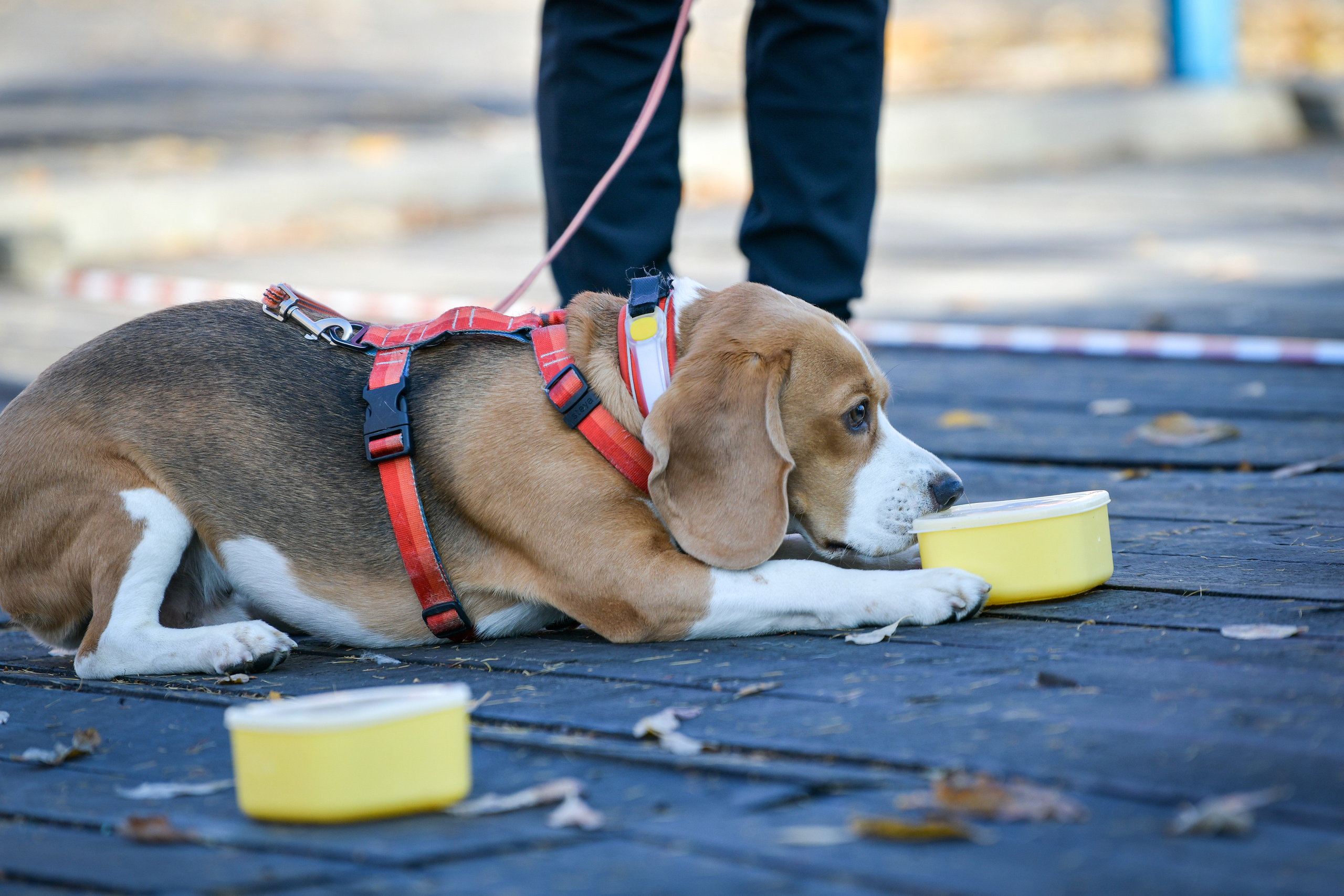 Ноузворк 17 сентября 2023. Свой взгляд через объектив