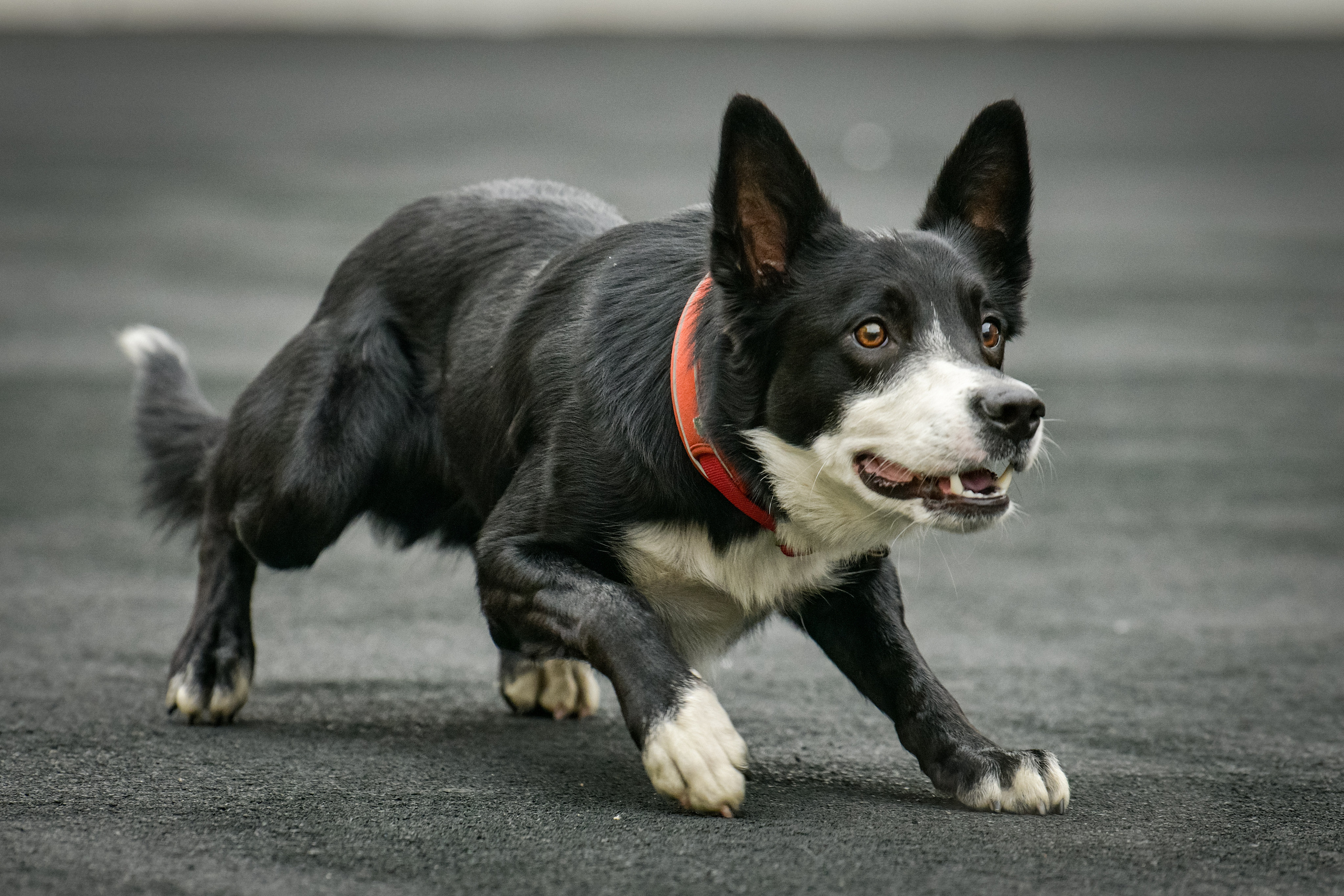 Бордер-колли Семён. Свой взгляд через объектив