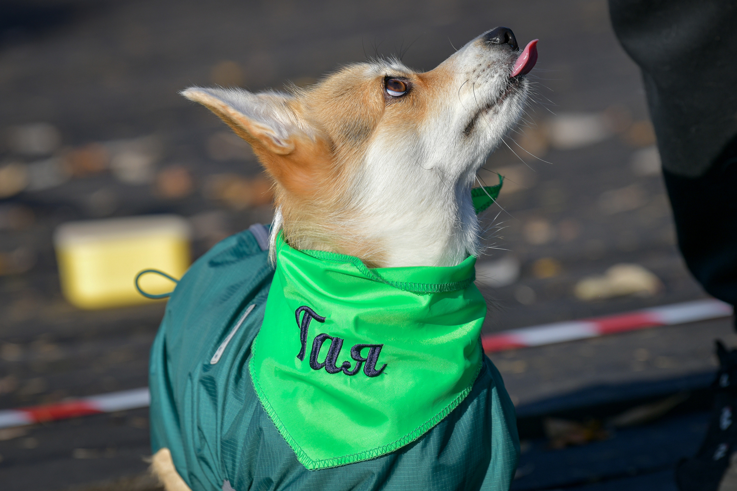 Ноузворк 17 сентября 2023. Свой взгляд через объектив