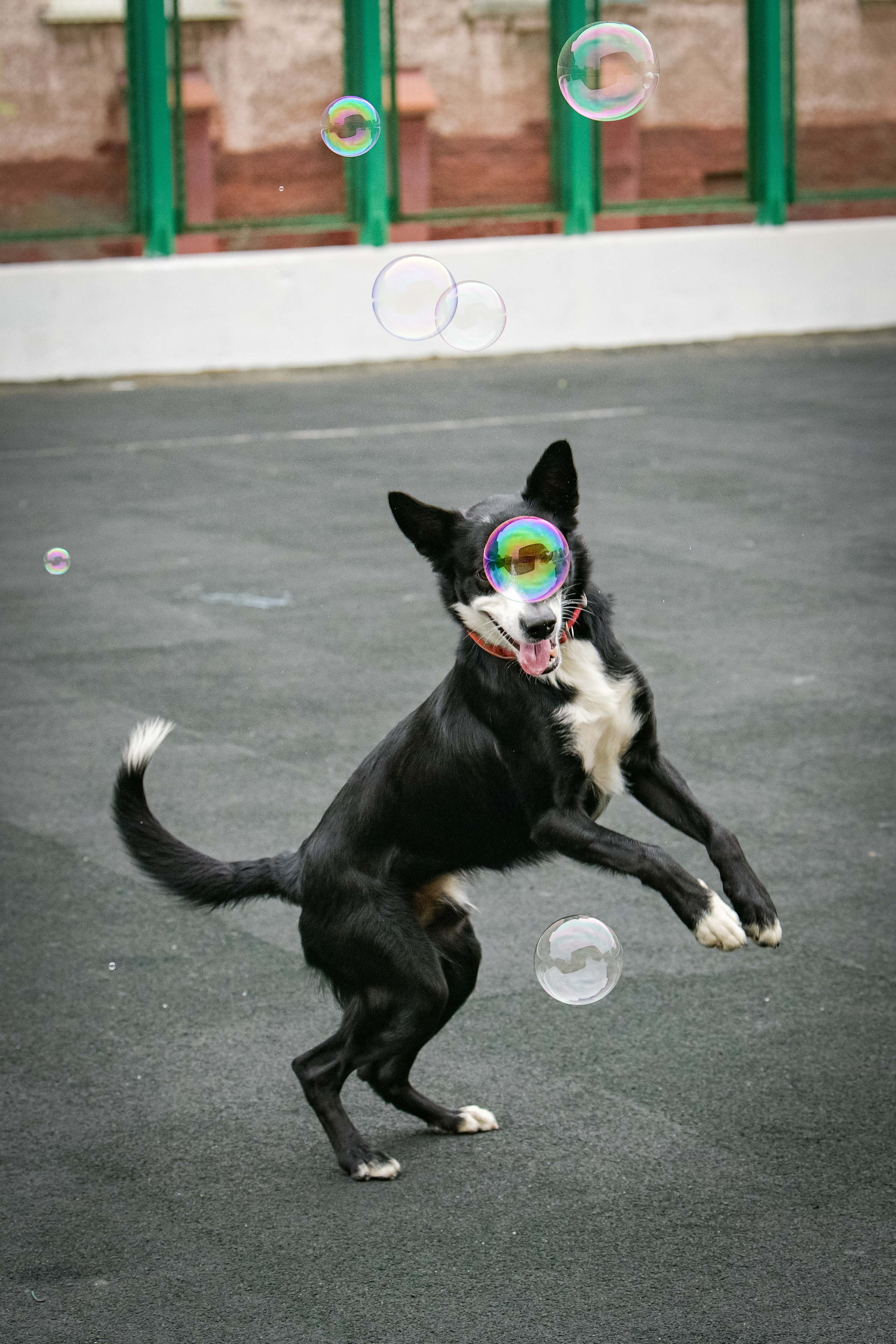 Бордер-колли Семён. Свой взгляд через объектив