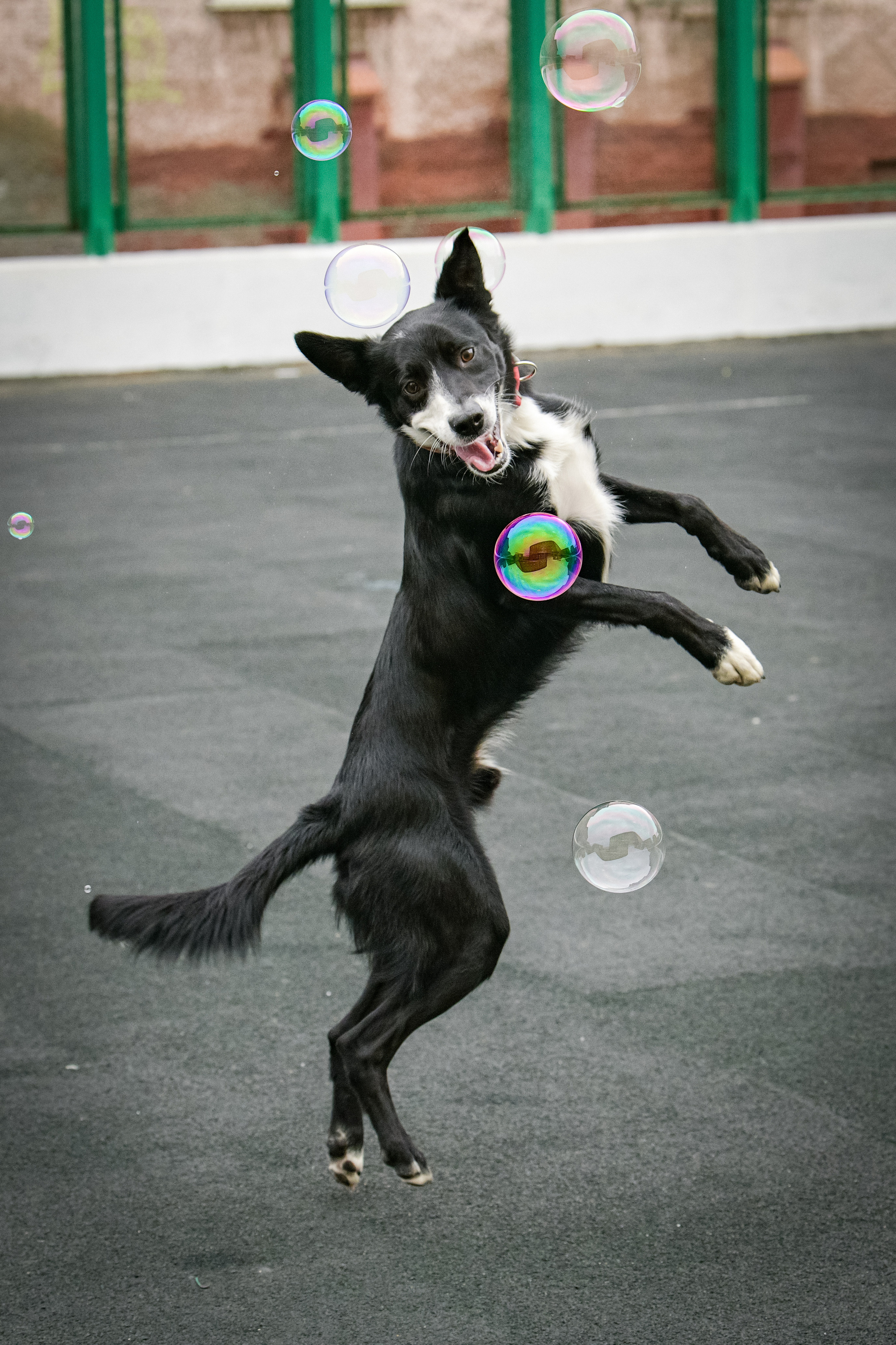 Бордер-колли Семён. Свой взгляд через объектив