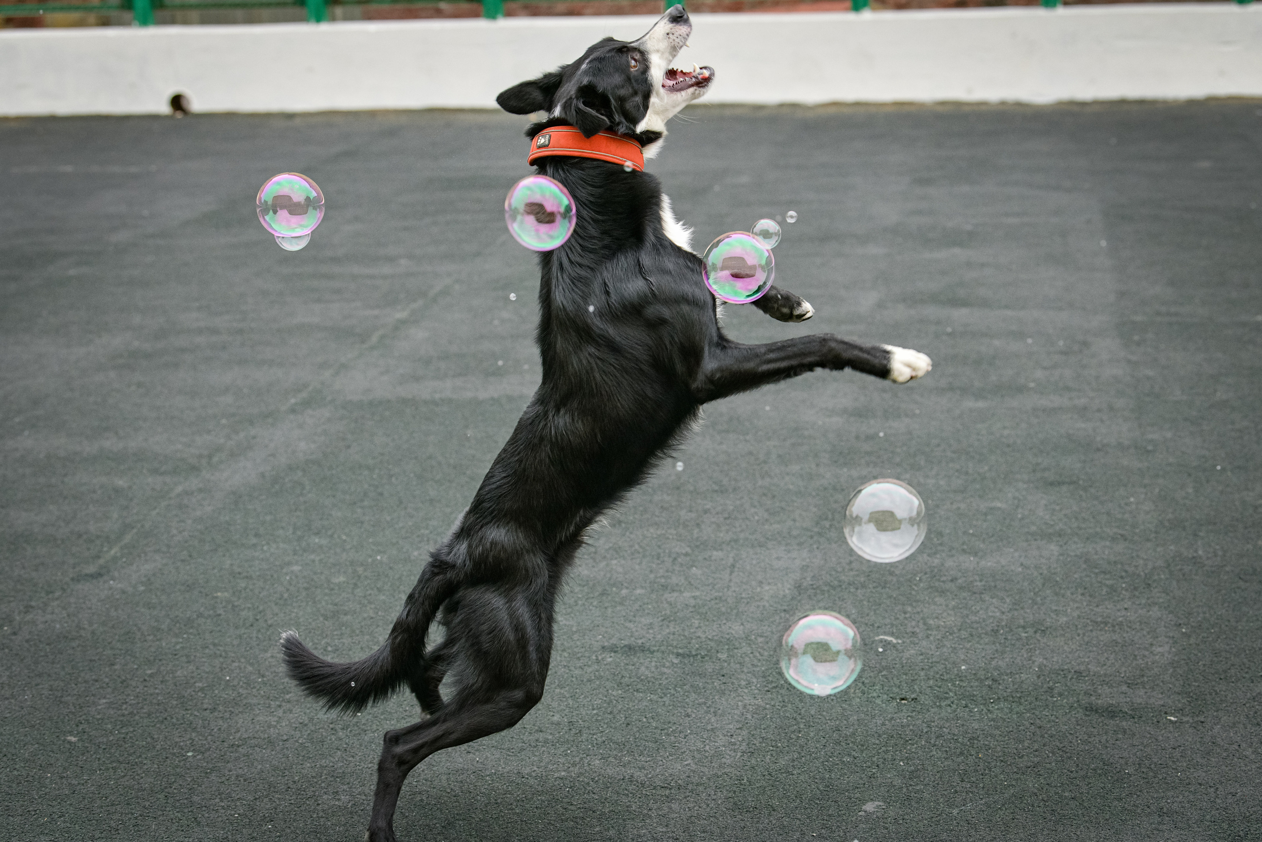 Бордер-колли Семён. Свой взгляд через объектив