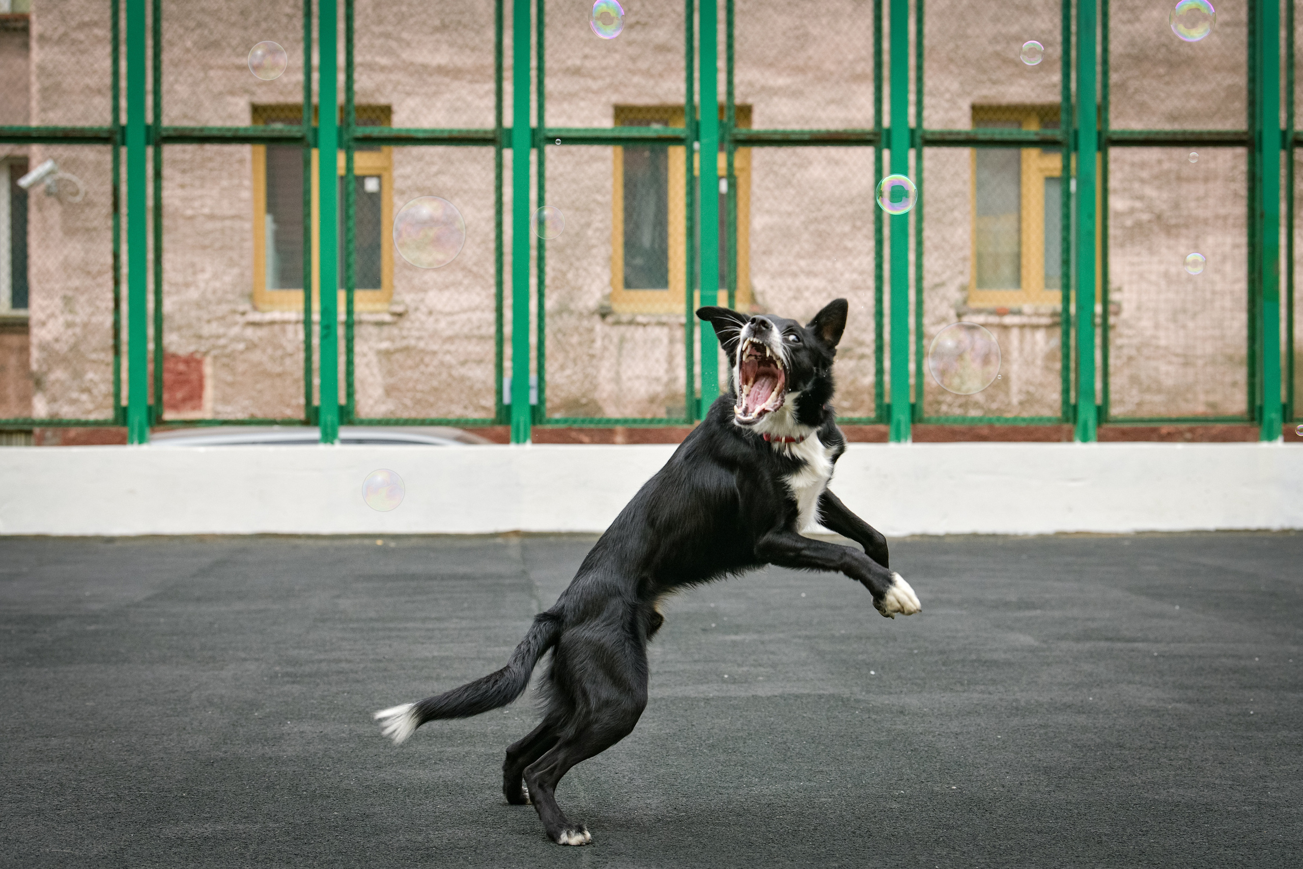 Бордер-колли Семён. Свой взгляд через объектив