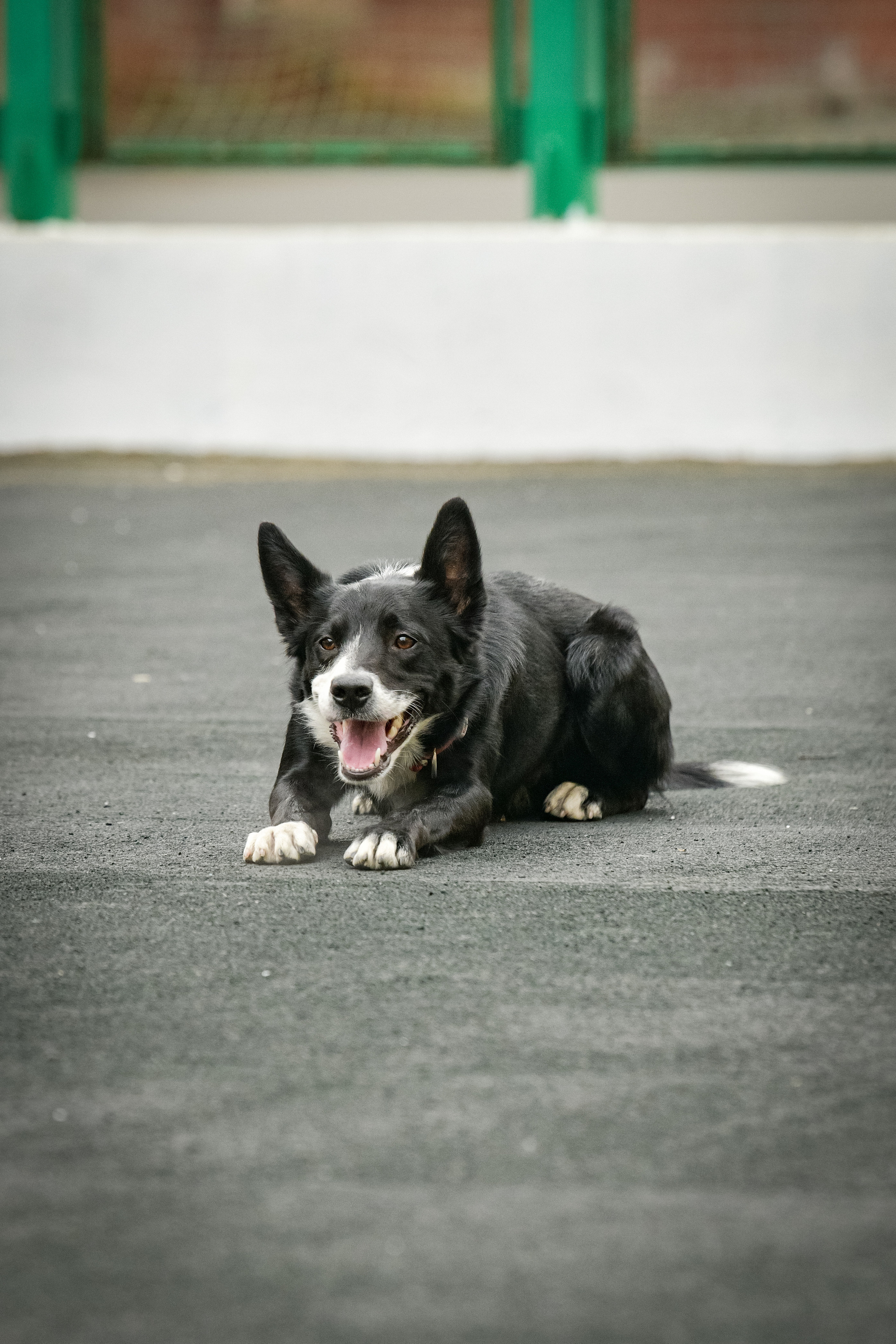 Бордер-колли Семён. Свой взгляд через объектив