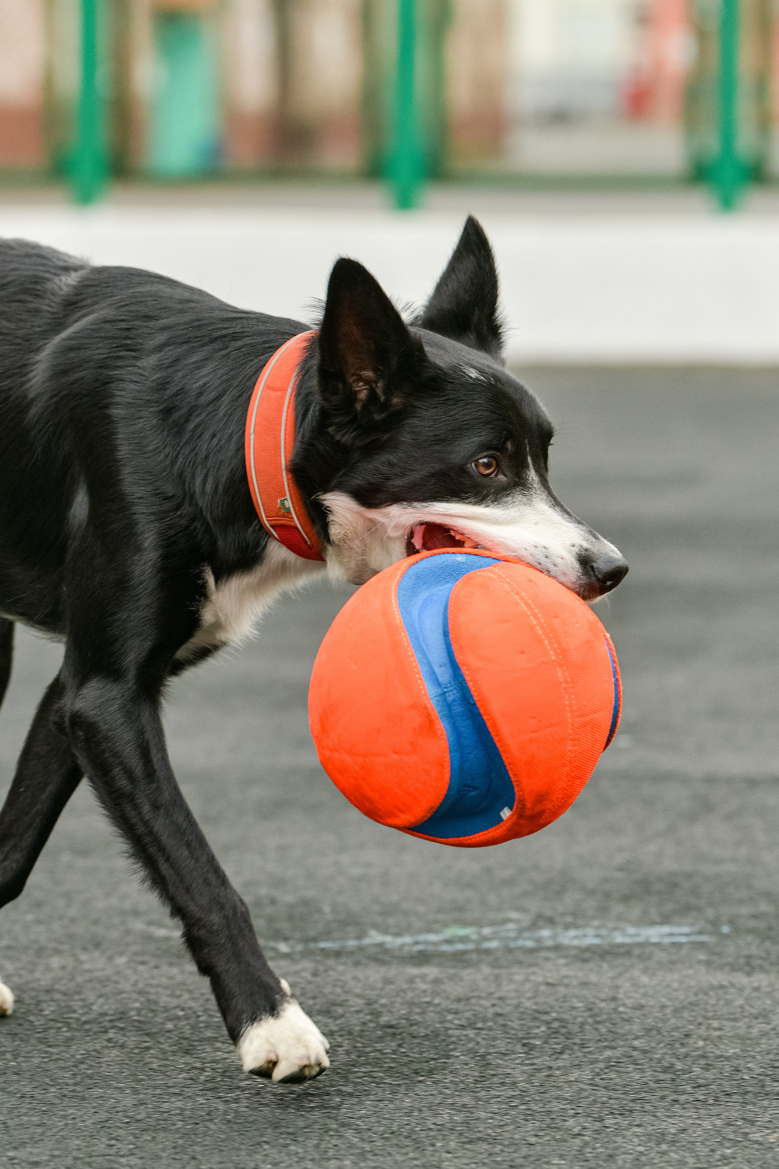 Бордер-колли Семён. Свой взгляд через объектив
