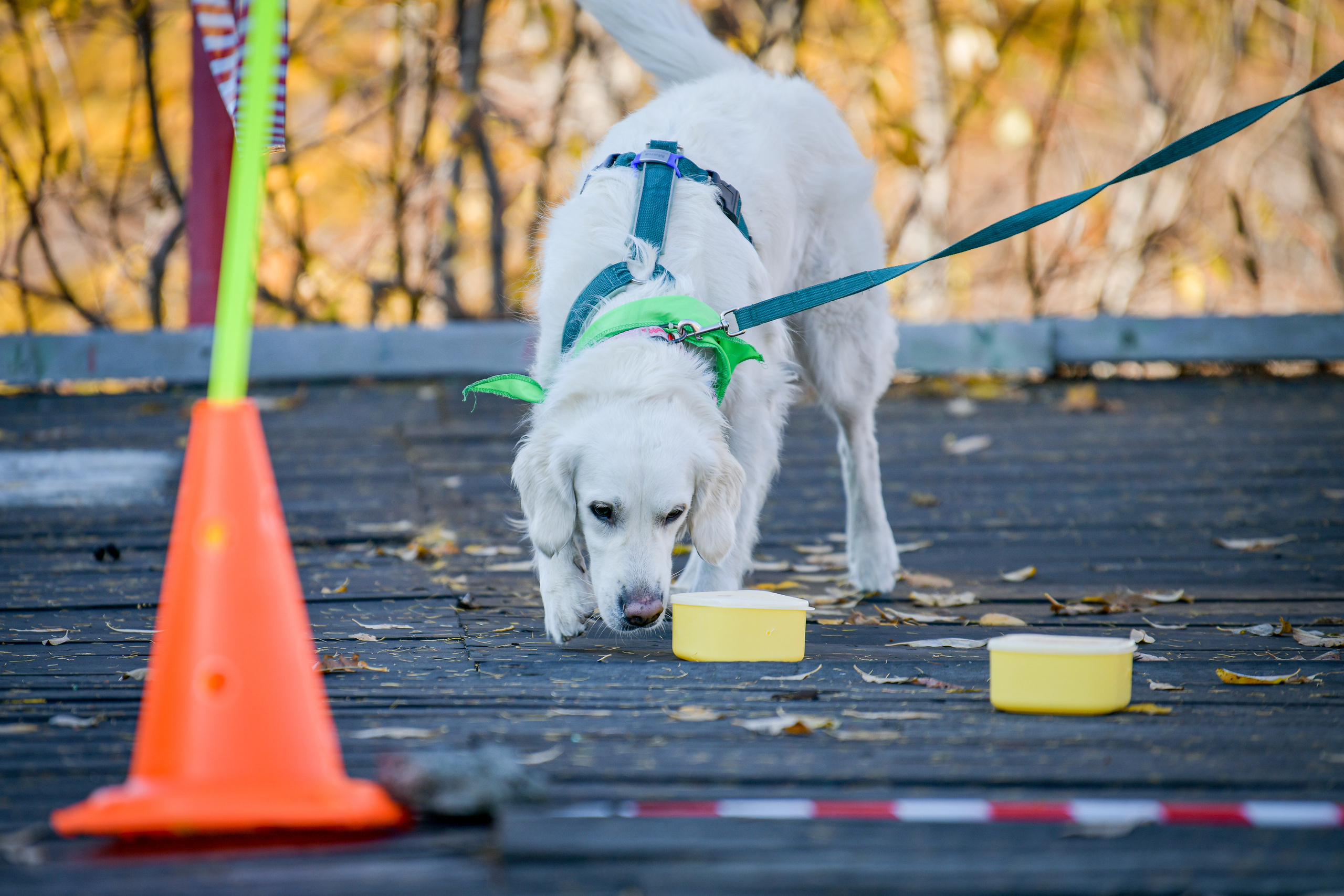 Ноузворк 17 сентября 2023. Свой взгляд через объектив
