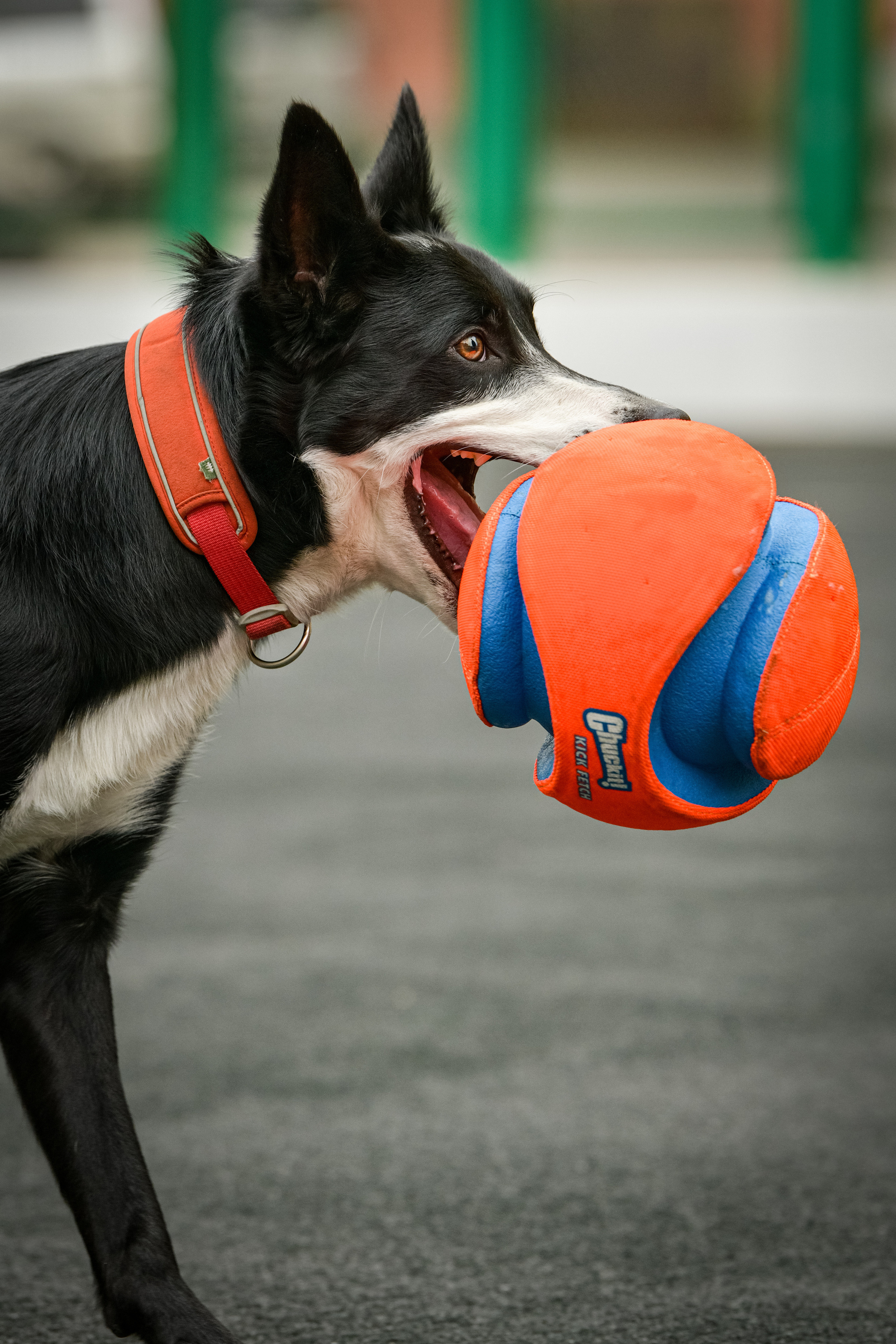 Бордер-колли Семён. Свой взгляд через объектив