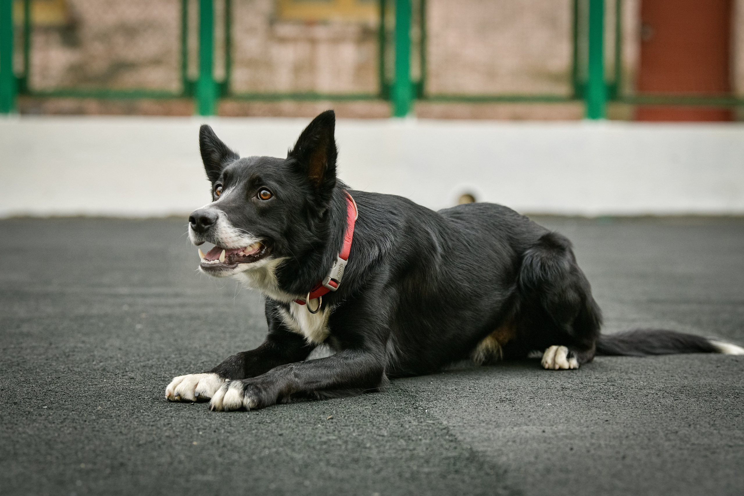 Бордер-колли Семён. Свой взгляд через объектив