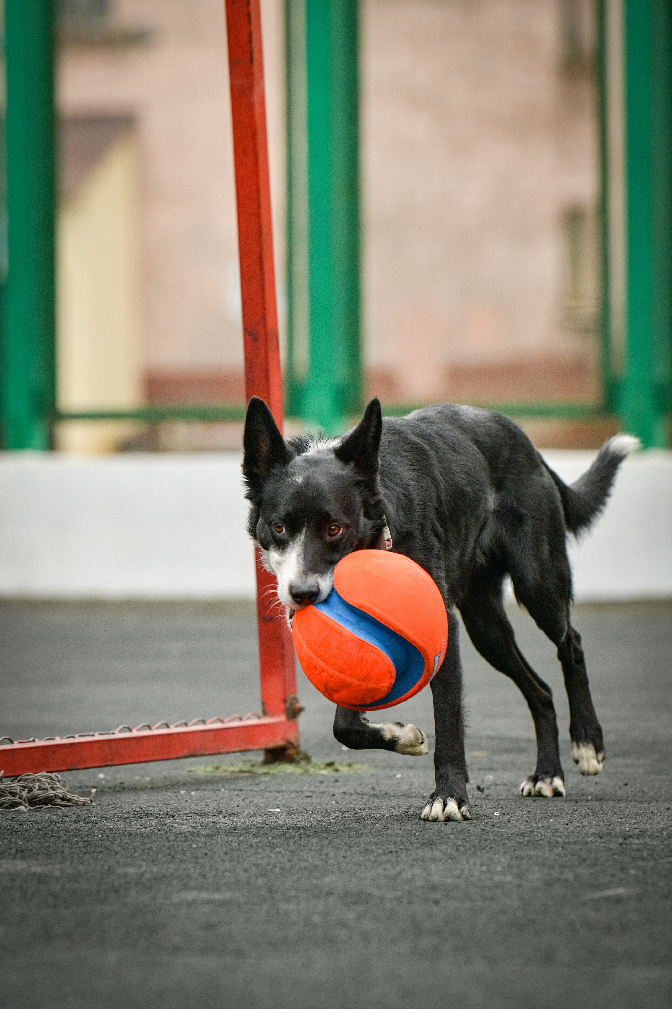 Бордер-колли Семён. Свой взгляд через объектив