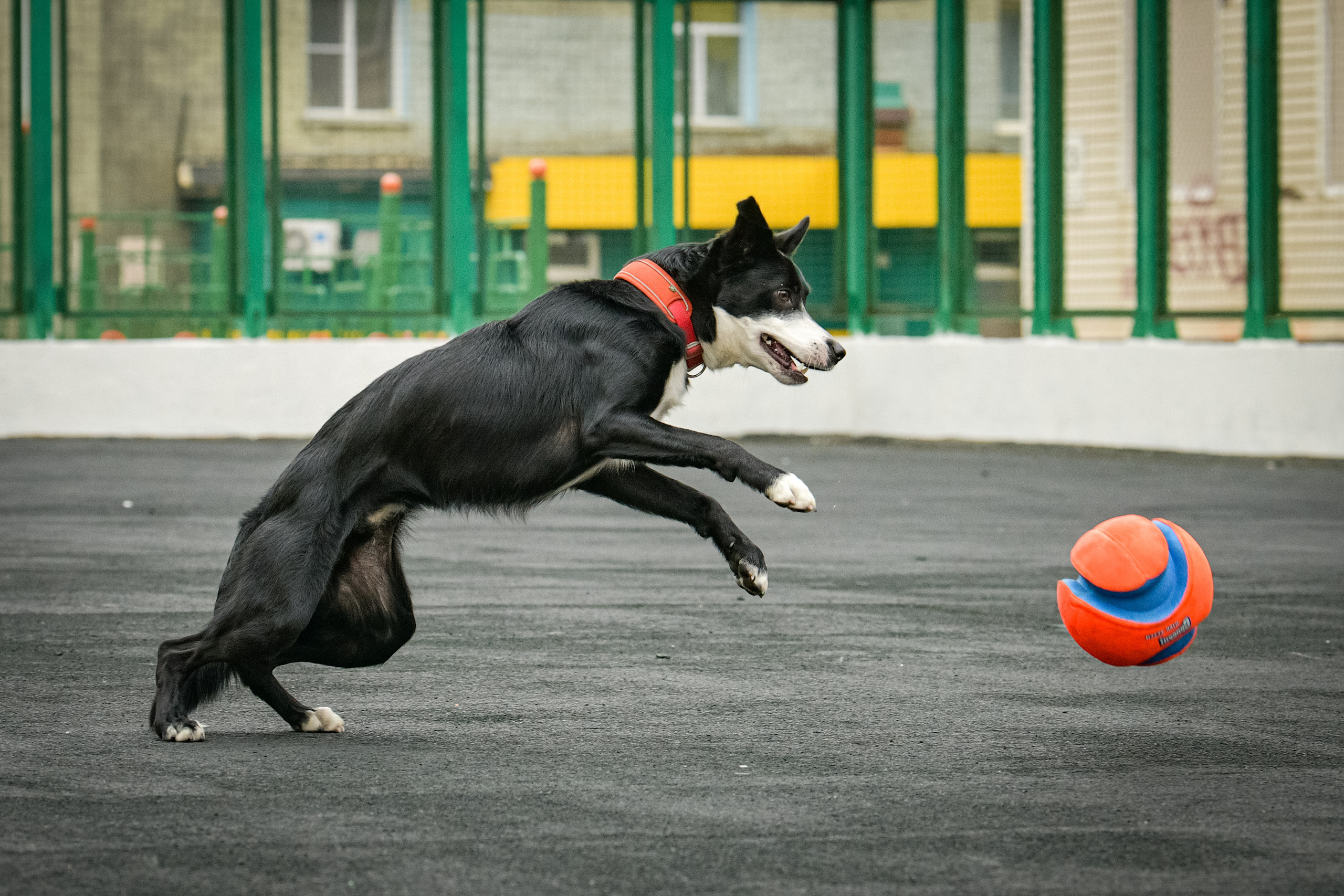 Бордер-колли Семён. Свой взгляд через объектив