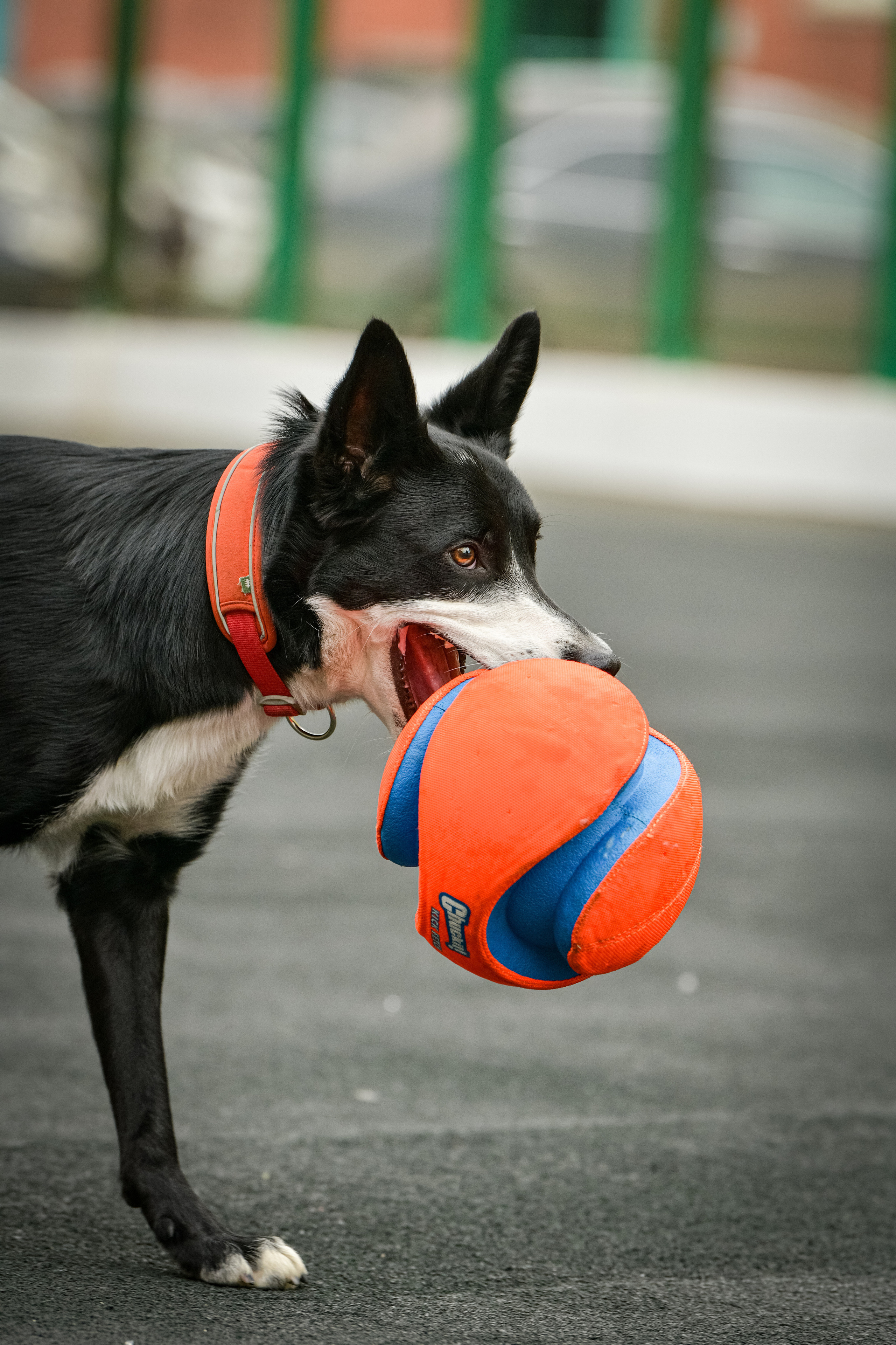Бордер-колли Семён. Свой взгляд через объектив