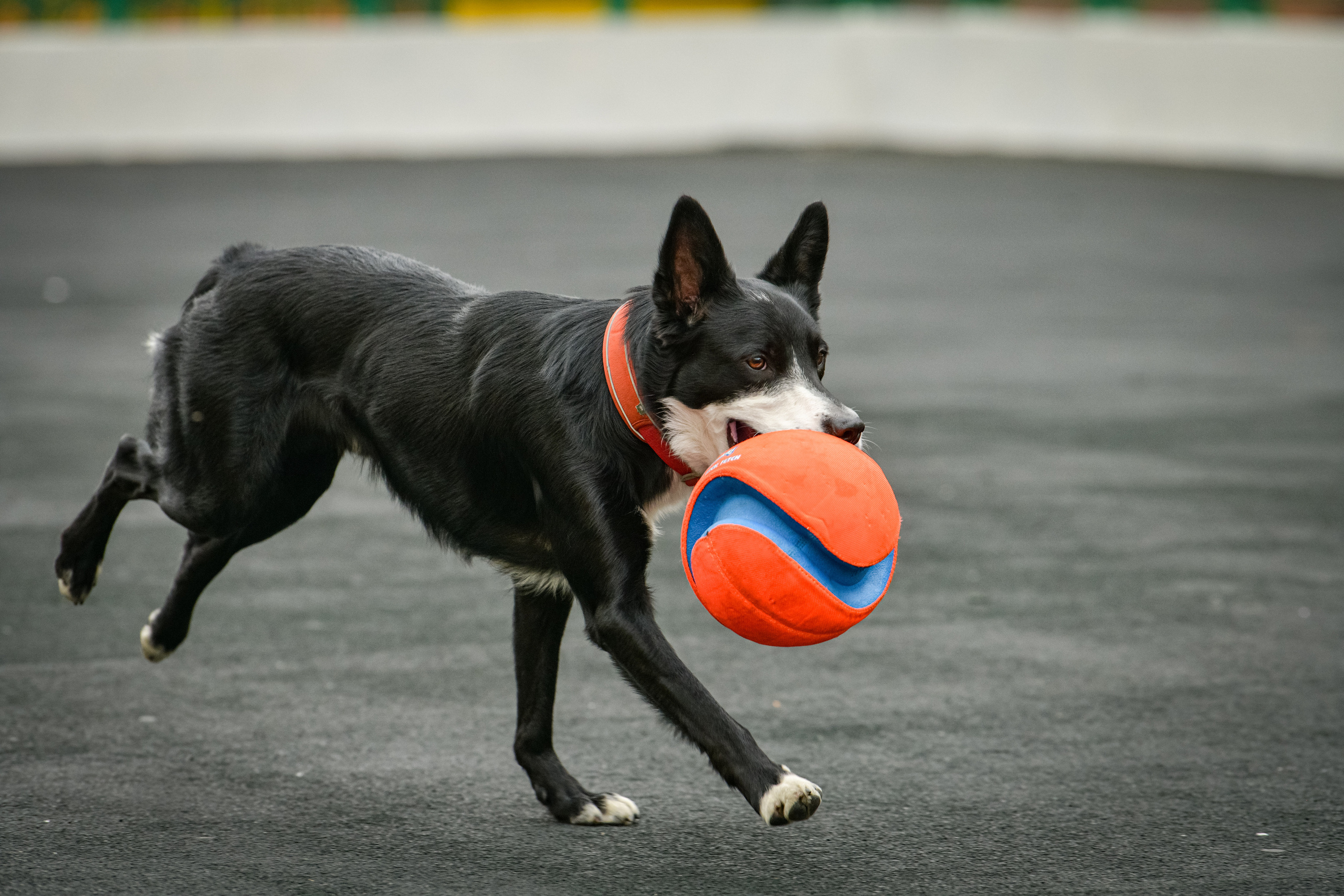 Бордер-колли Семён. Свой взгляд через объектив